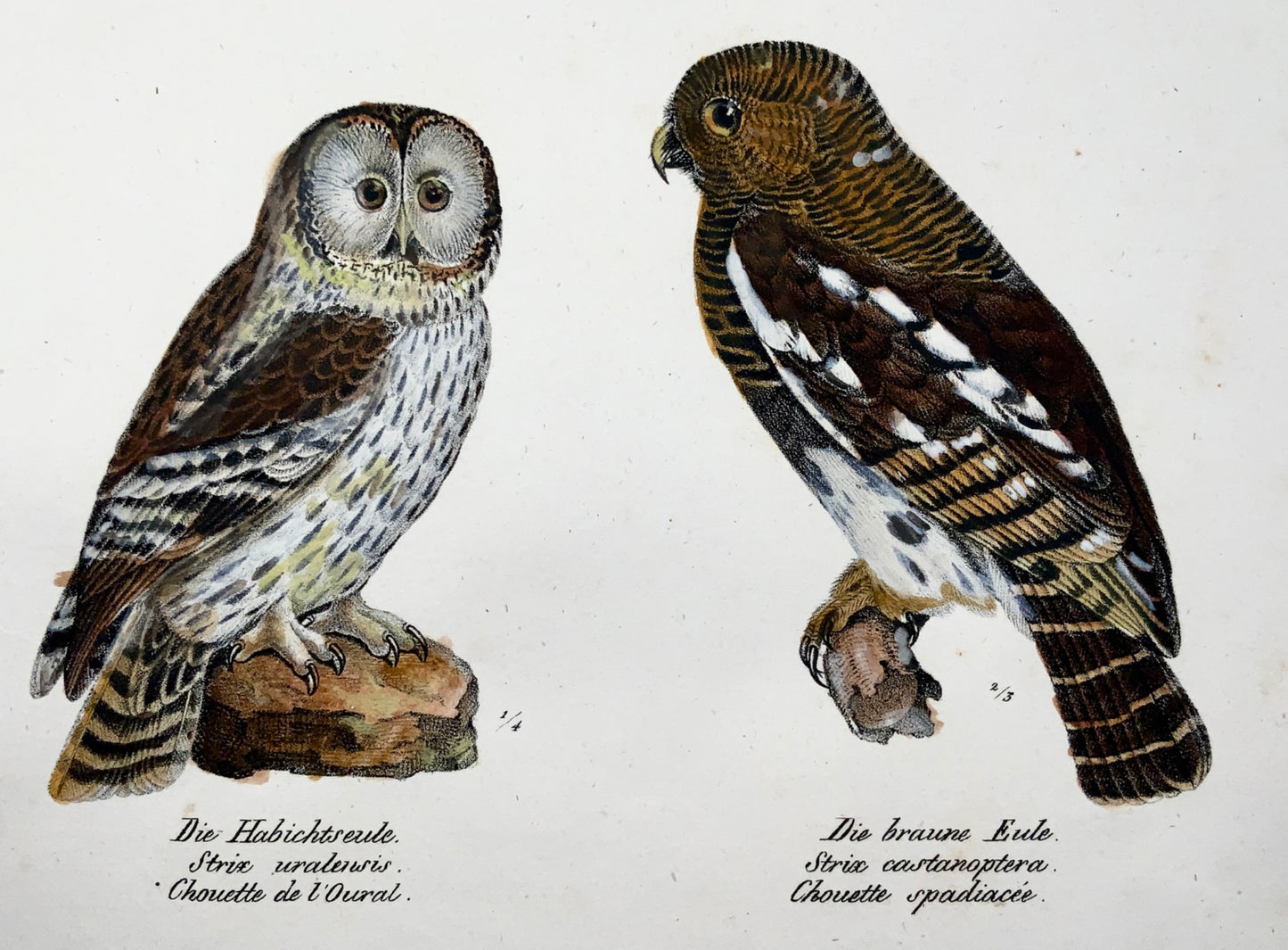 1830 OWLS Ornithology Brodtmann hand coloured FOLIO lithograph