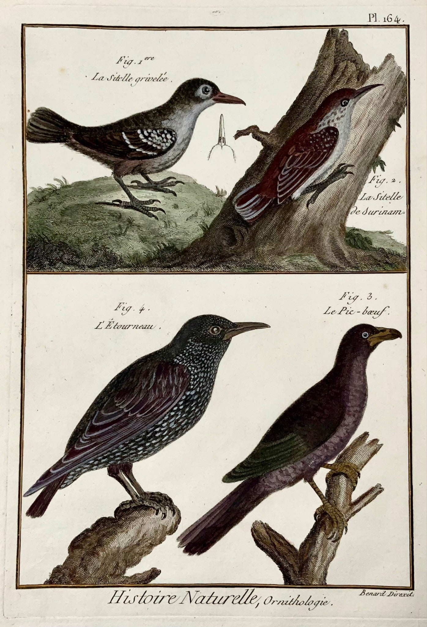 1789 Starling, Nuthatch, Benard sc. quarto, hand colour, engraving, ornithology