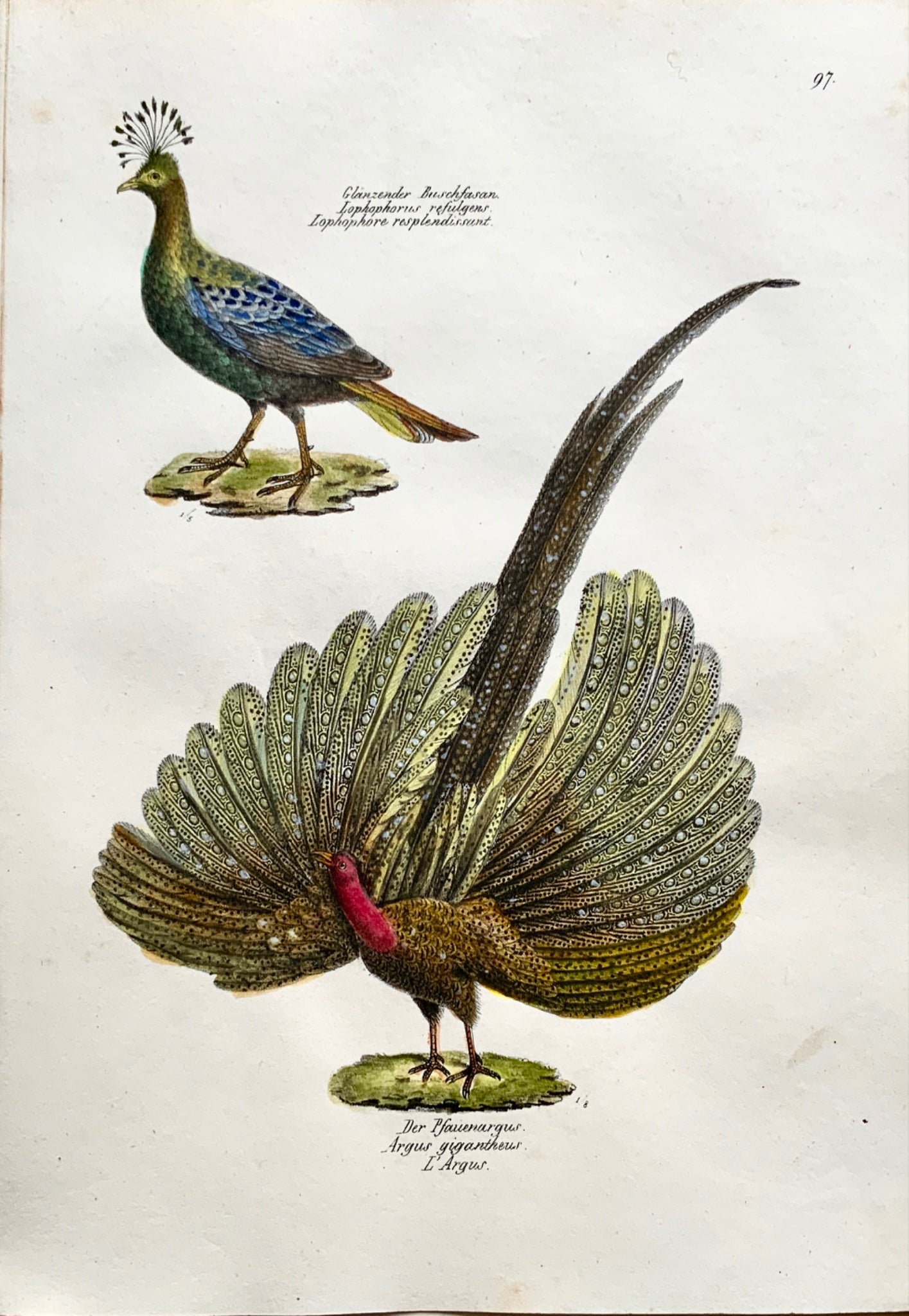 1830 ARGUS PHEASANT Ornithology - Brodtmann hand coloured FOLIO lithography