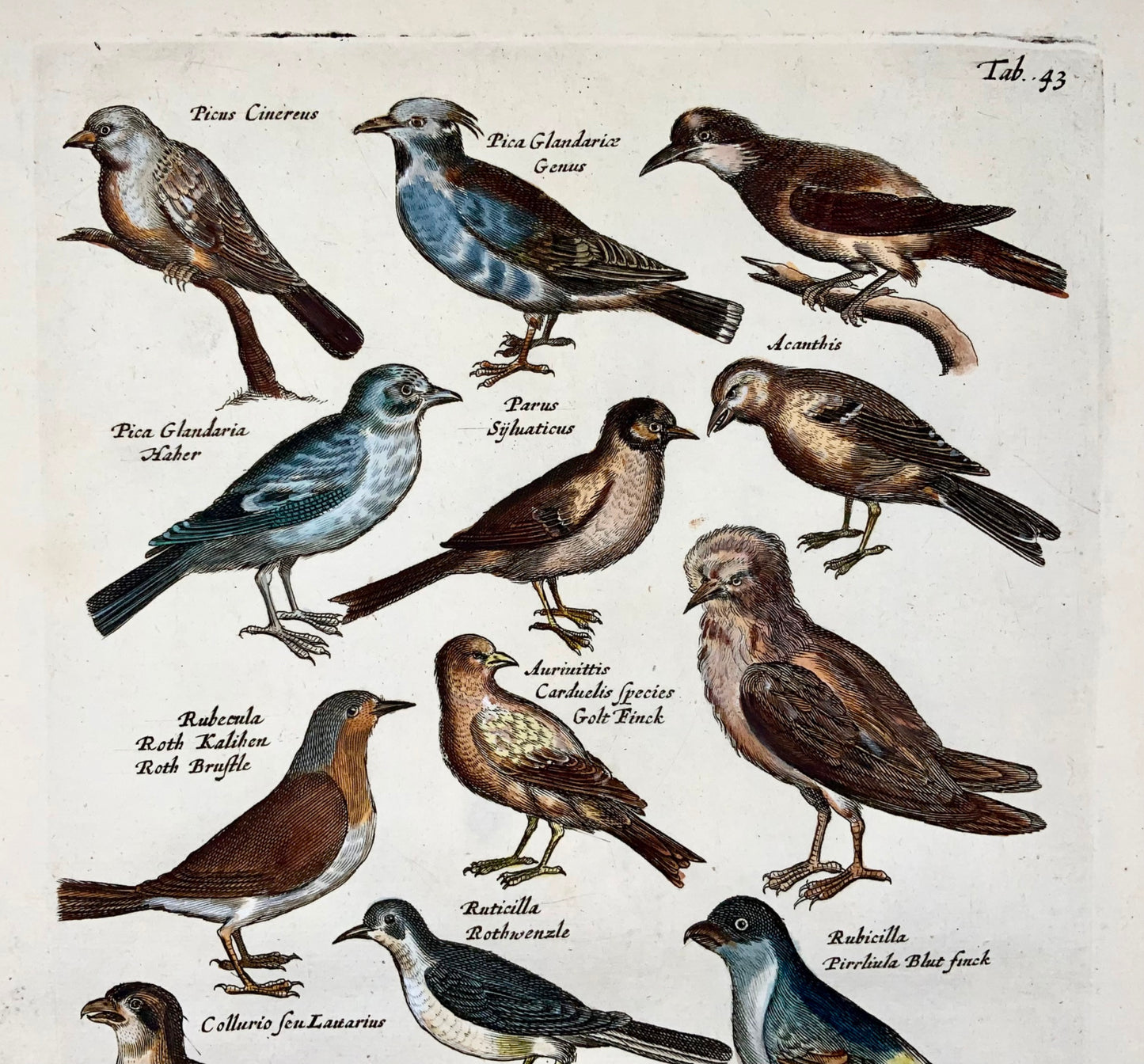 1657 Pie, pinson, mésanges, ornithologie, Matt. Merian, in-folio, colorié à la main