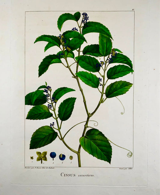 1803 Cissus antarticus ["vigne kangourou"], Australie, d'après Bessa &amp; Redouté, Botanique