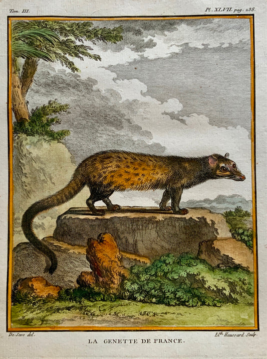 1779 Haussard; J. de Seve - French GENET - Mammal - 4to engraving