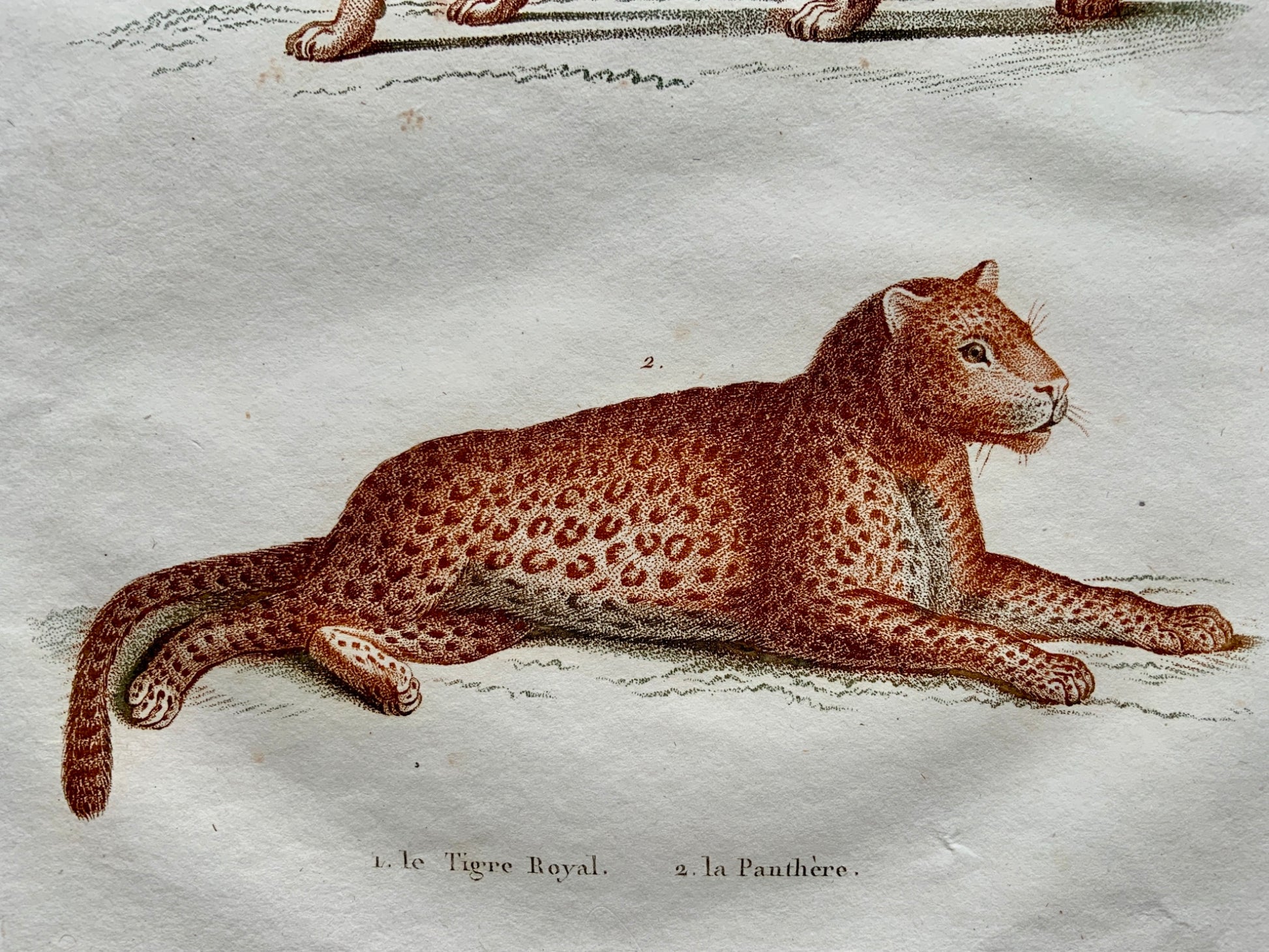 Jean Baptiste Huet [1745-1811] TIGER PANTHER Coloured stipple (crayon manner) - Mammals