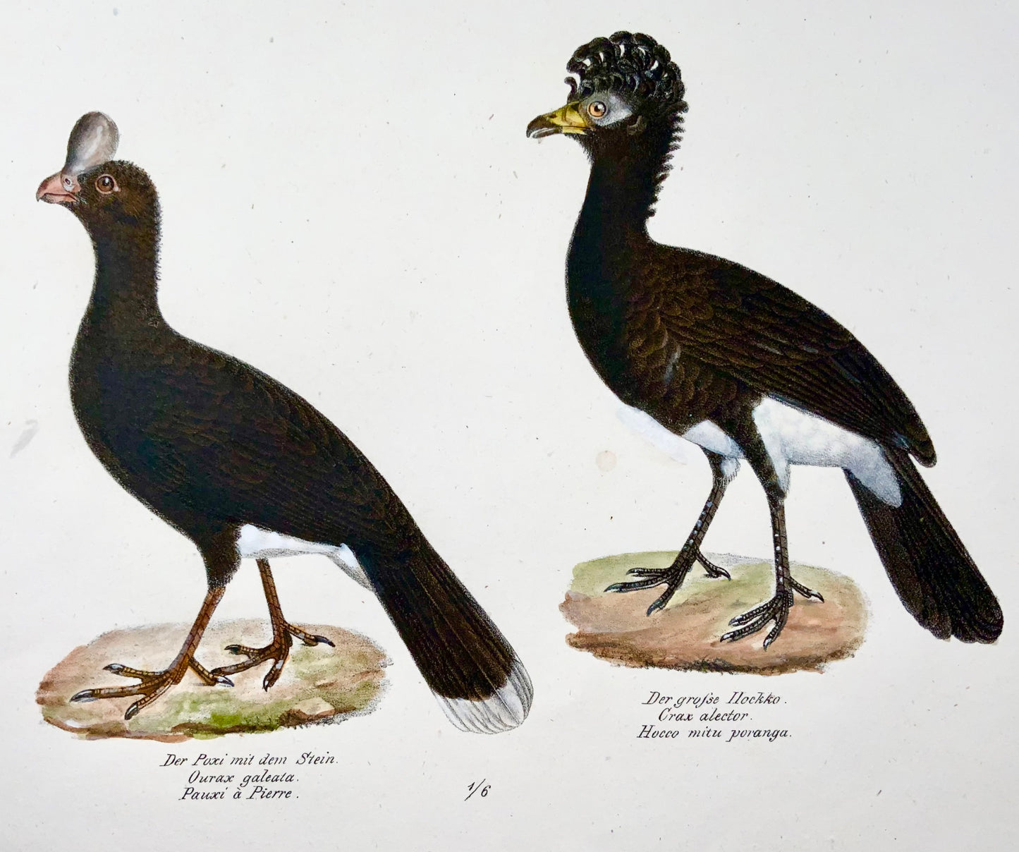 1830 Oiseaux de Curassow, ornithologie, Brodtmann, lithographie, folio