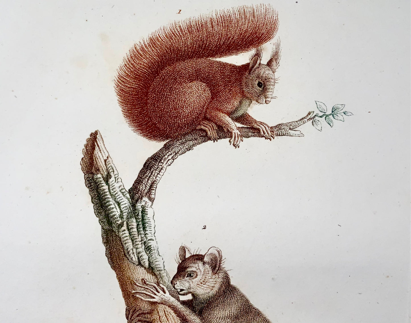 1808 J. Bapt. Huet [1745-1811]; Squirrel, Aye-Aye, hand coloured stipple engraving