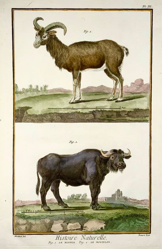 1751 Martinet, Chauve-souris, Buffle, Moufflon, colorié à la main, grand in-folio, 39 cm