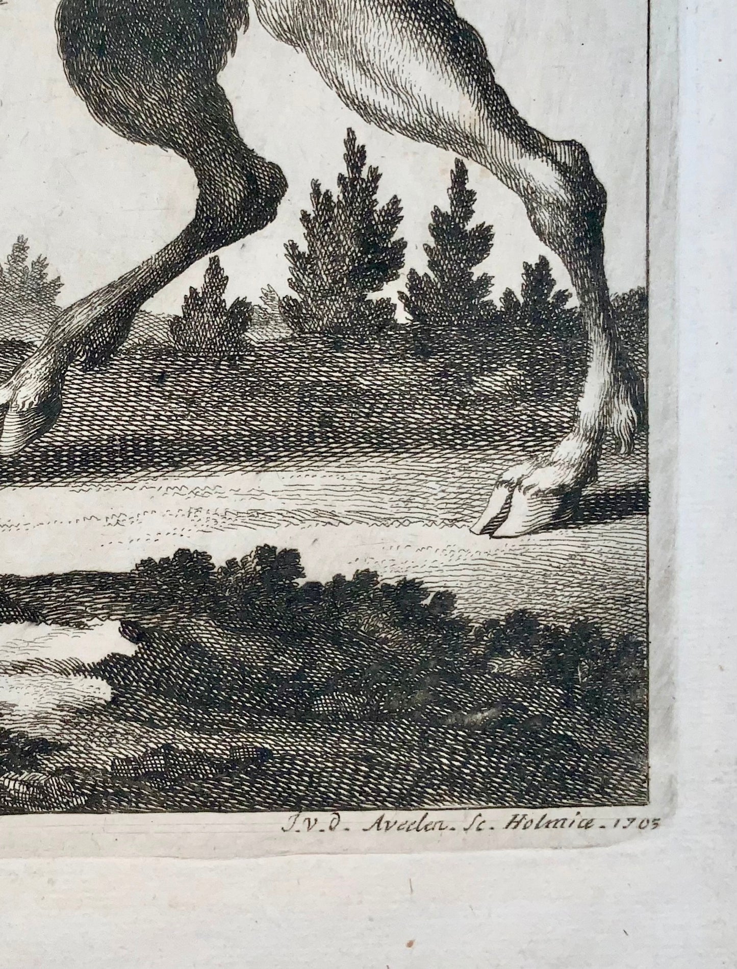 1705 Aveelen, Renne, Finlande, grande gravure sur cuivre, mammifères