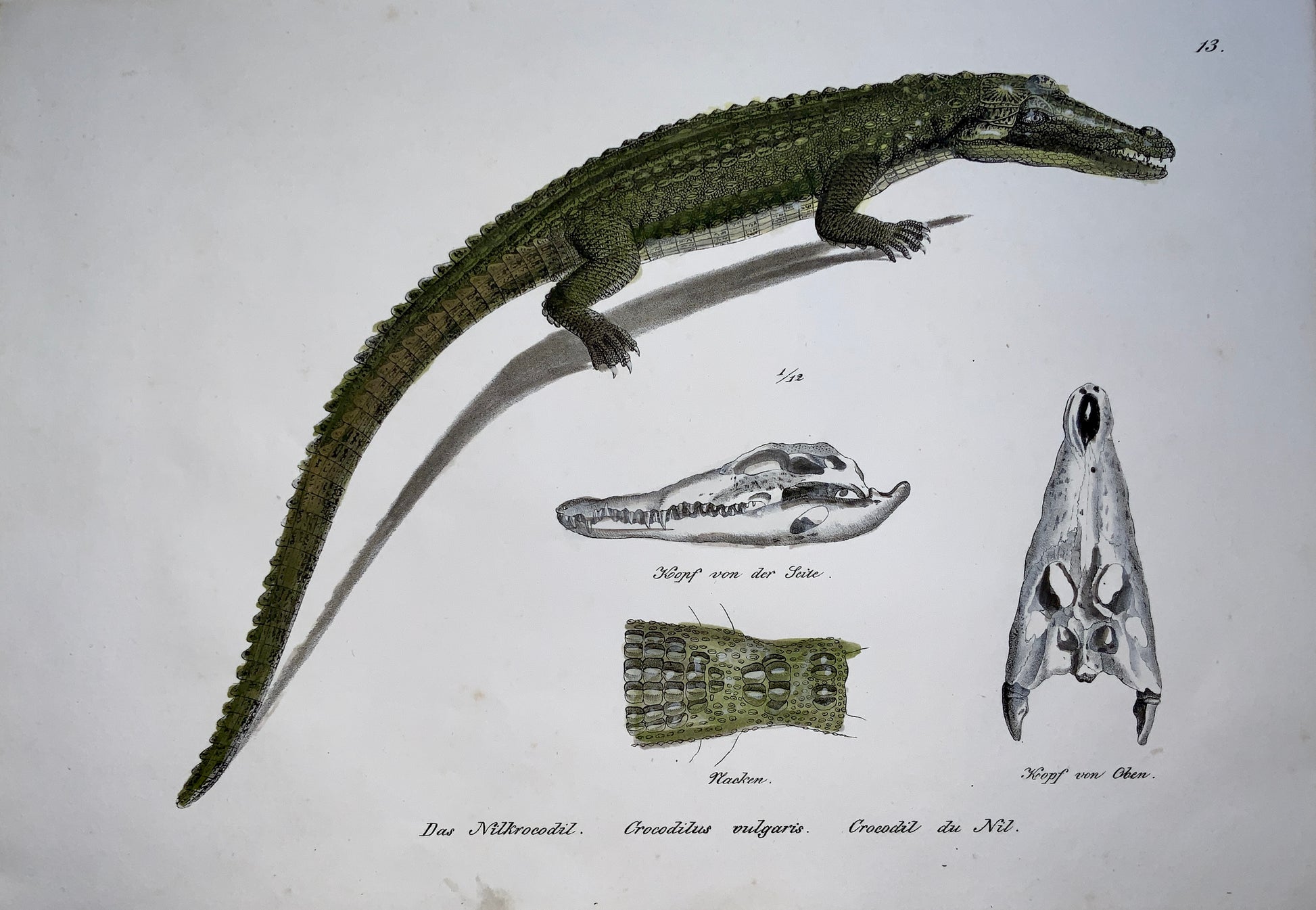1833 H.R. Schinz (b1777) Crocodile - Handcoloured stone lithograph - Reptile