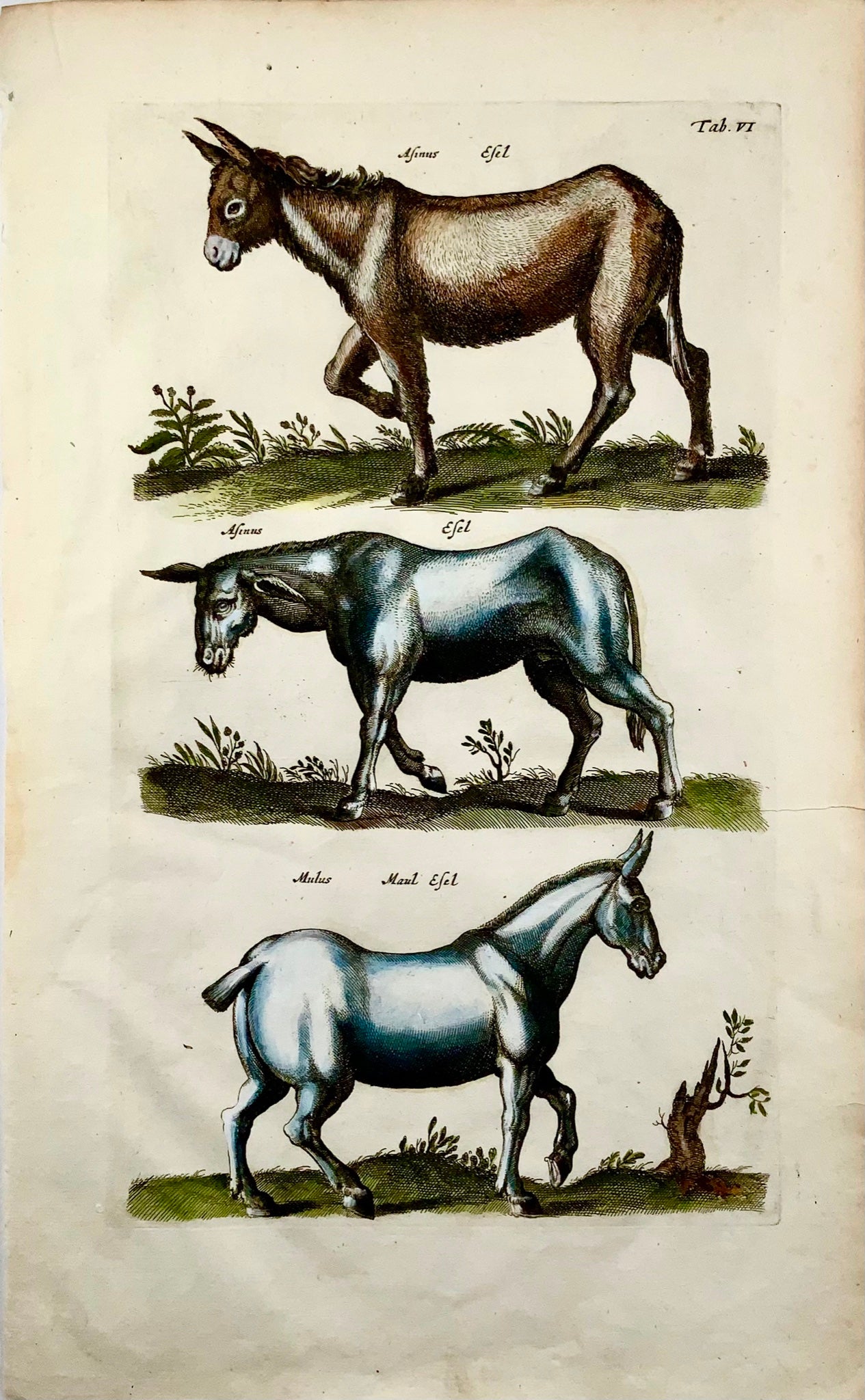 1657 Horse, Mule, Donkey, Matt. Merian, folio, hand coloured engraving, mammals