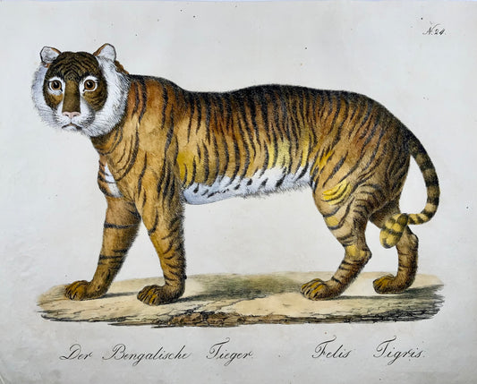 1816 Tigre du Bengale, Imp. Folio 'Incunables de Lithographie' Couleur à la Main - Mammifère