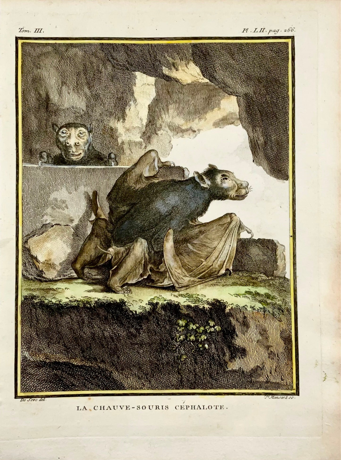 1766 De Seve - BAT Cephalote - grande édition QUARTO gravure coloriée à la main - Mammifères