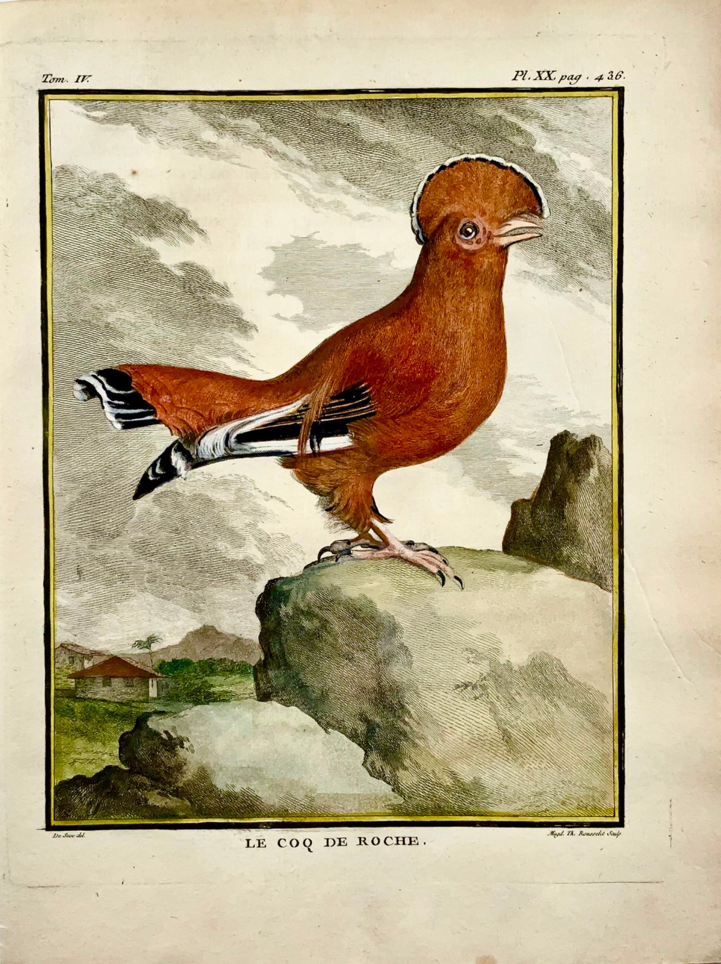 1779 de Sève - COQ de l'Oiseau du ROCHE - Ornithologie - Gravure in-4 grande édition