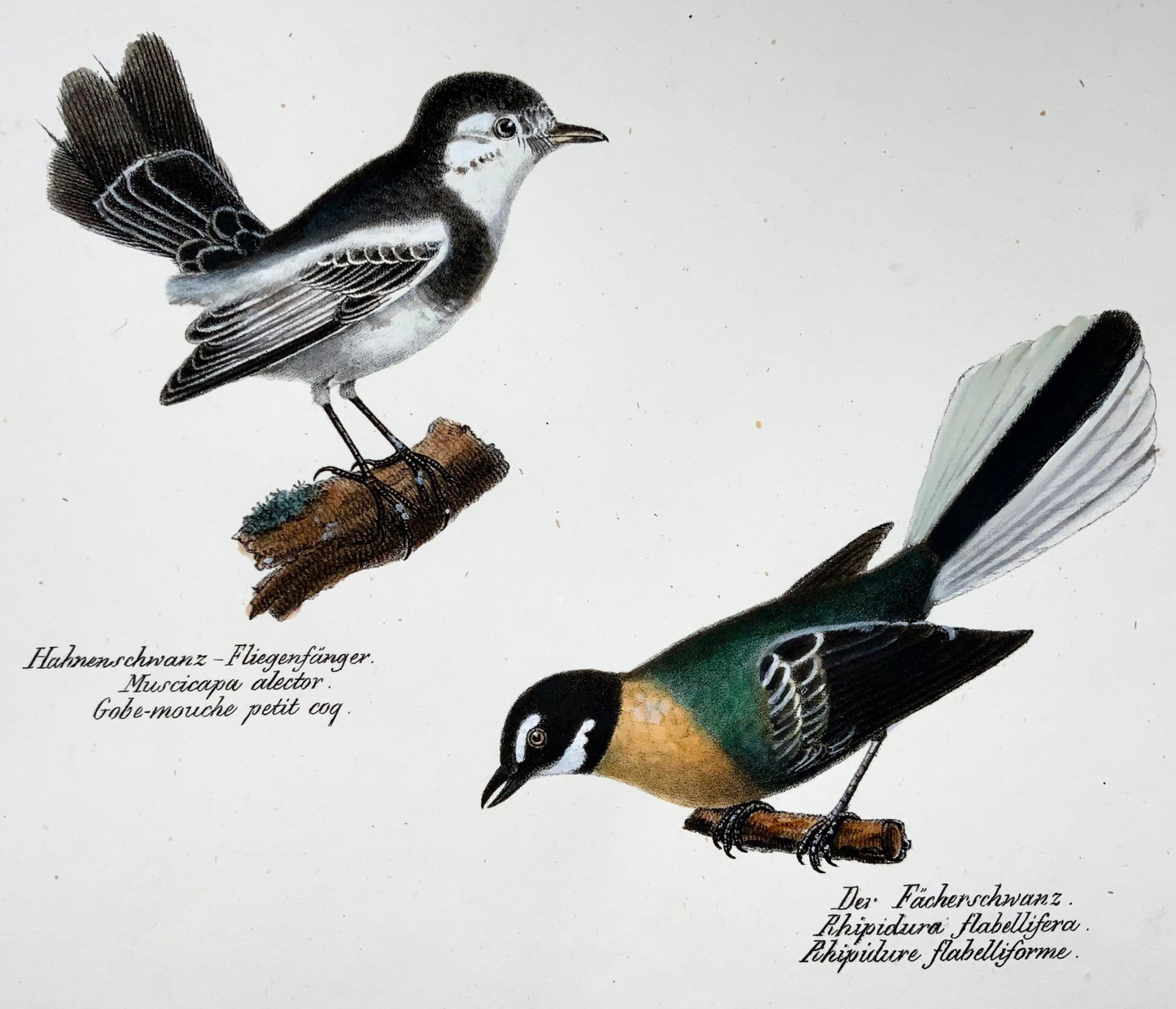 1830 Fly Eater, Antbird, ornithologie, Brodtmann, lithographie folio colorée à la main