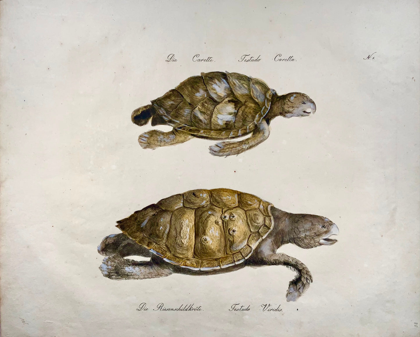1816 Turtles, Brodtmann, Imp. folio 42.5 cm, incunabula of lithography