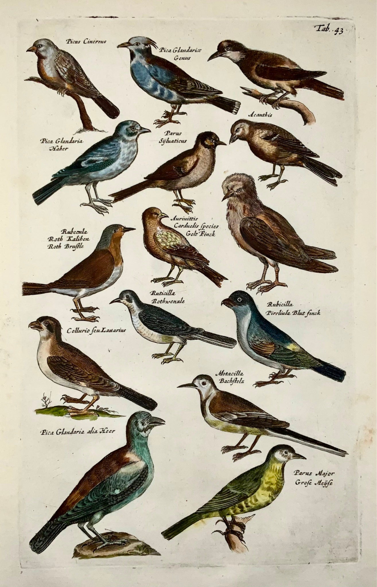 1657 Pie, pinson, mésanges, ornithologie, Matt. Merian, in-folio, colorié à la main