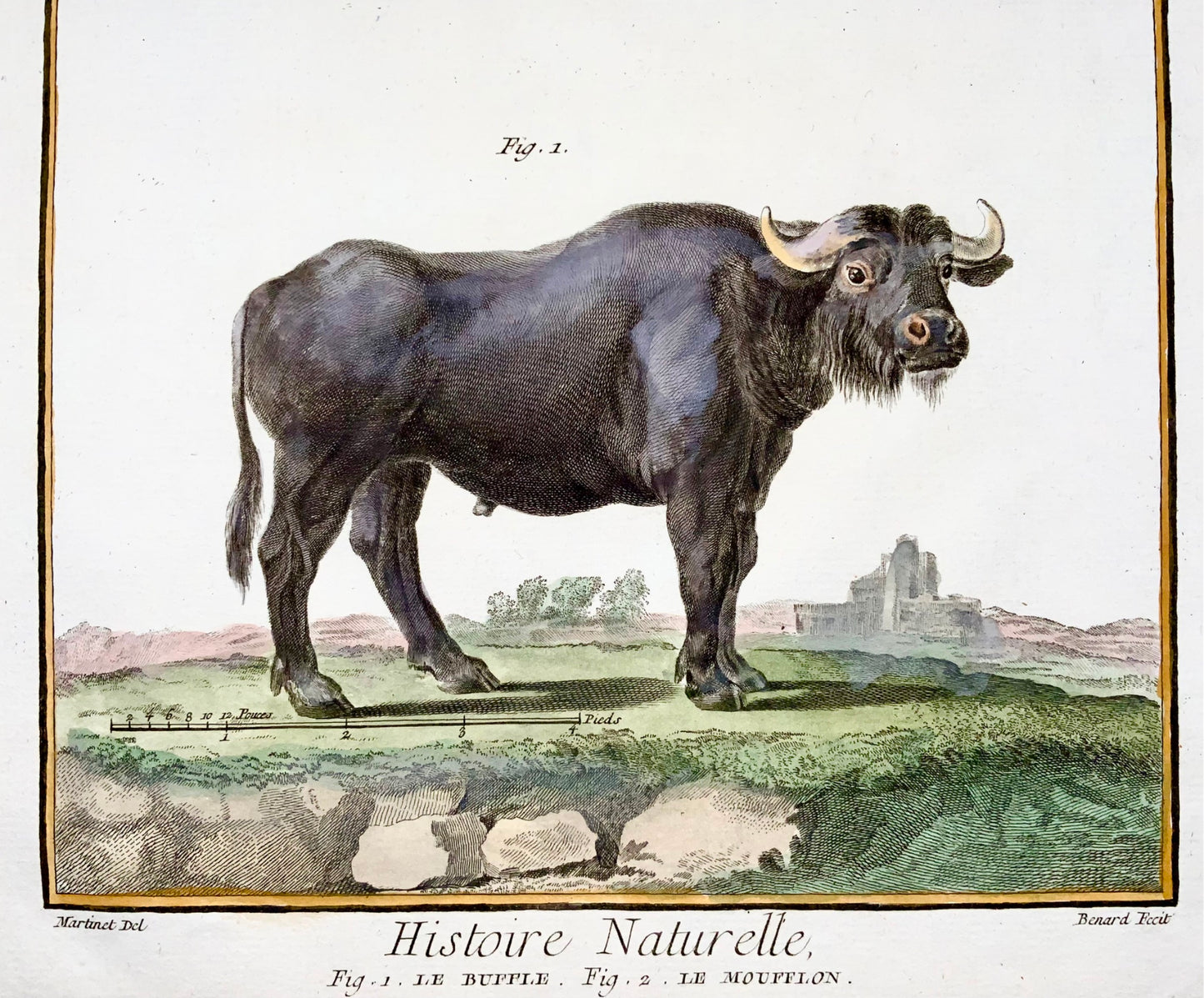 1751 Martinet, Chauve-souris, Buffle, Moufflon, colorié à la main, grand in-folio, 39 cm