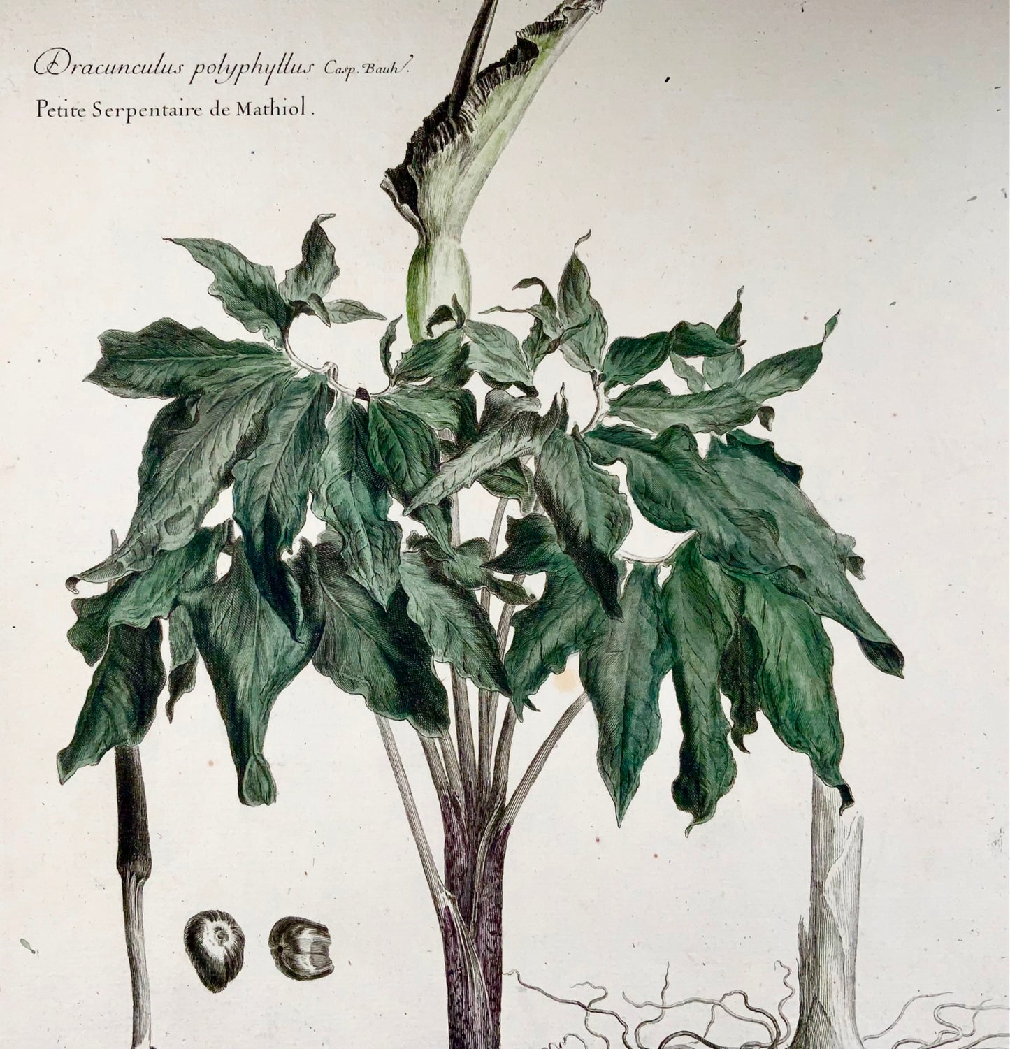 1710c Dragon Lily, Lud. de Chastillon del. Et sculp., gravure de maître 54cm