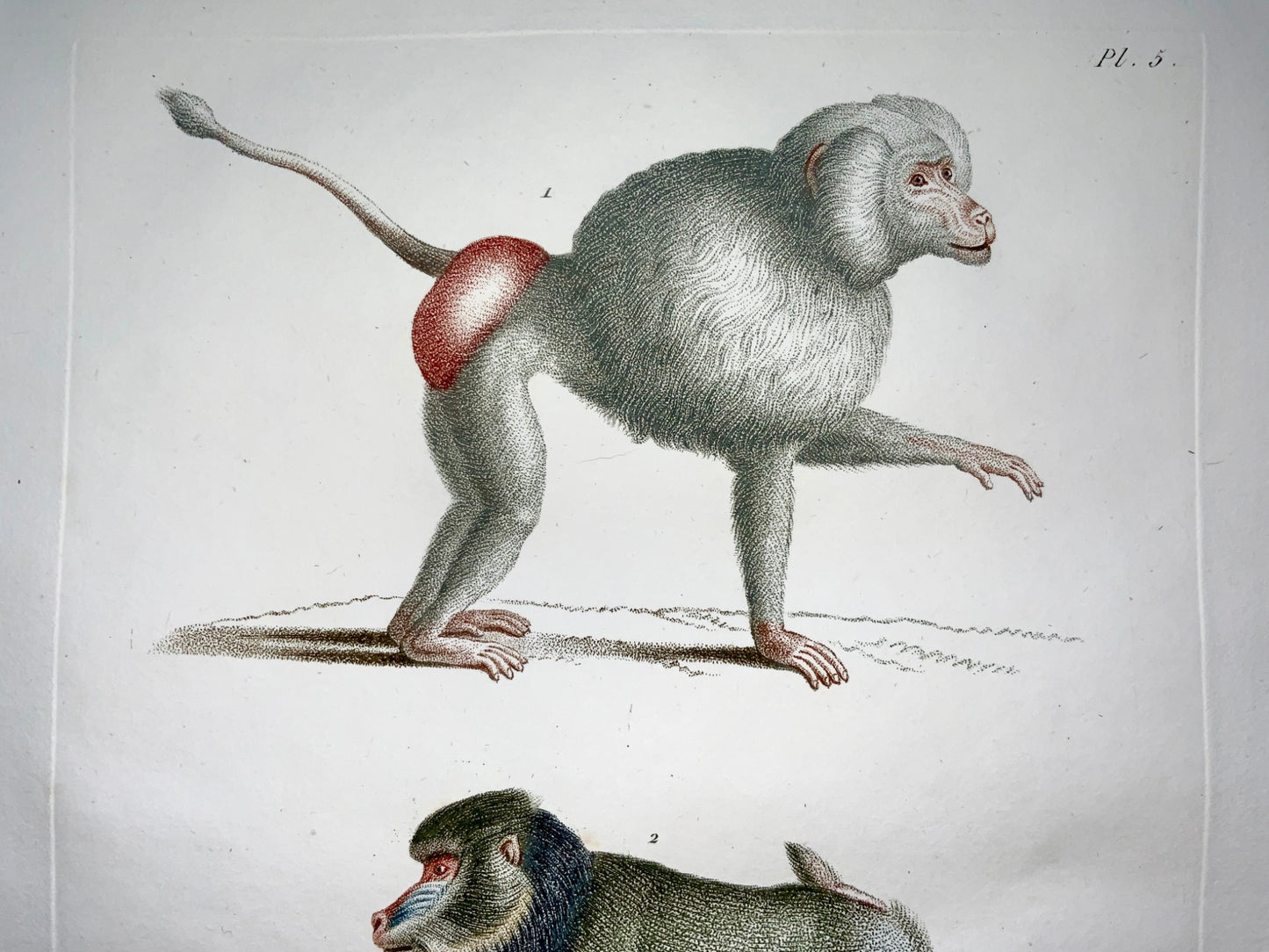 Jean Baptiste Huet [1745-1811] MANDRILL Coloured stipple (crayon manner) - Zoology