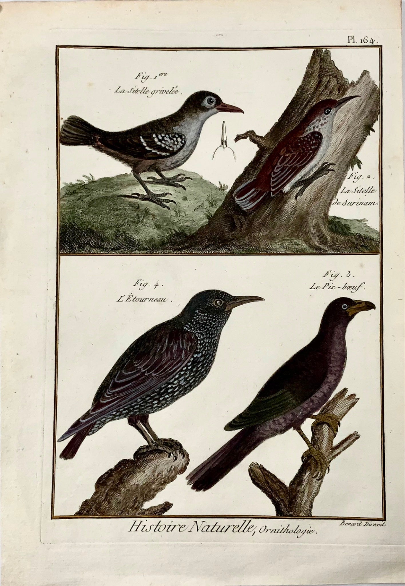 1789 Étourneau sansonnet, sittelle, Benard sc. in-quarto, couleur à la main, gravure, ornithologie