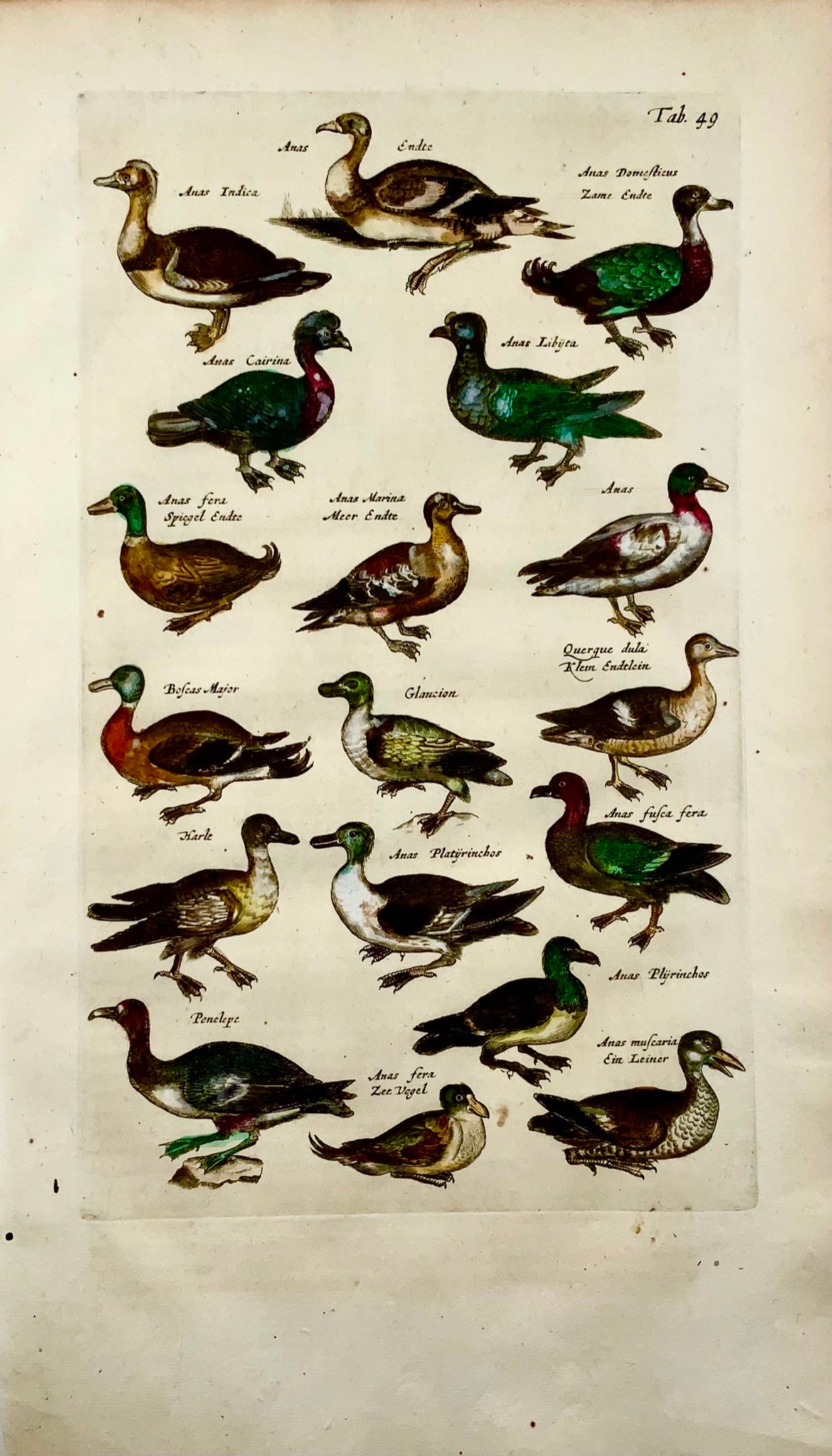 1657 Canards - Ornithologie - Mat. MERIAN Folio gravure sur cuivre colorée à la main