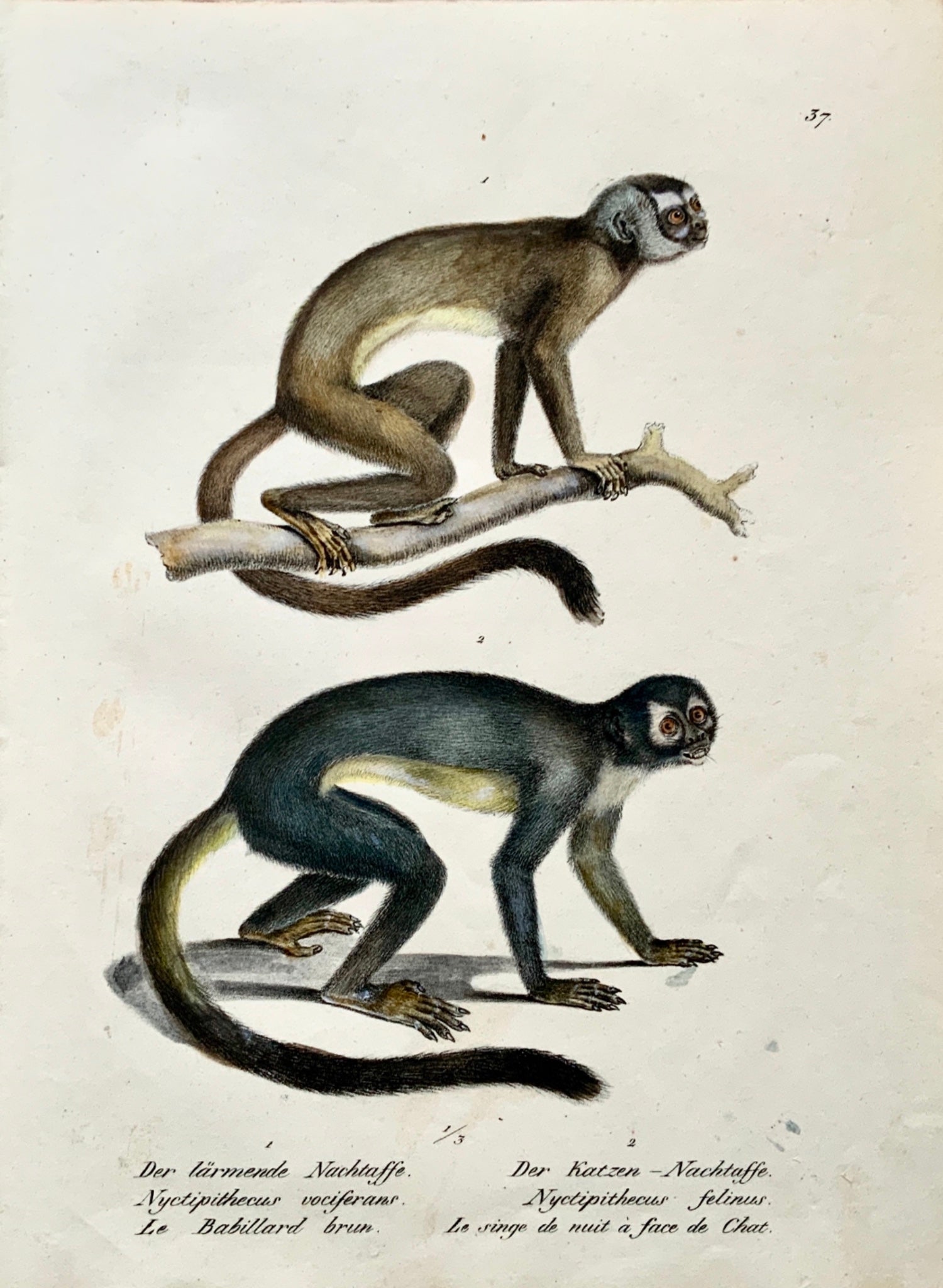 1824 NIGHT MONKEYS - K. Brodtmann ORIGINAL handcol FOLIO stone lithography - Mammal