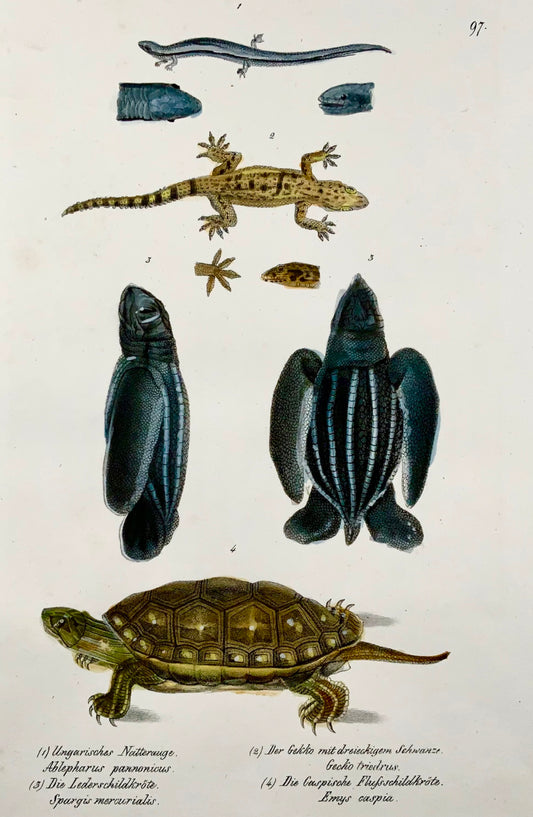 1833 H.R. Schinz (b1777) TORTOISE Turtle Gecko - Hand coloured stone lithograph - Amphibians