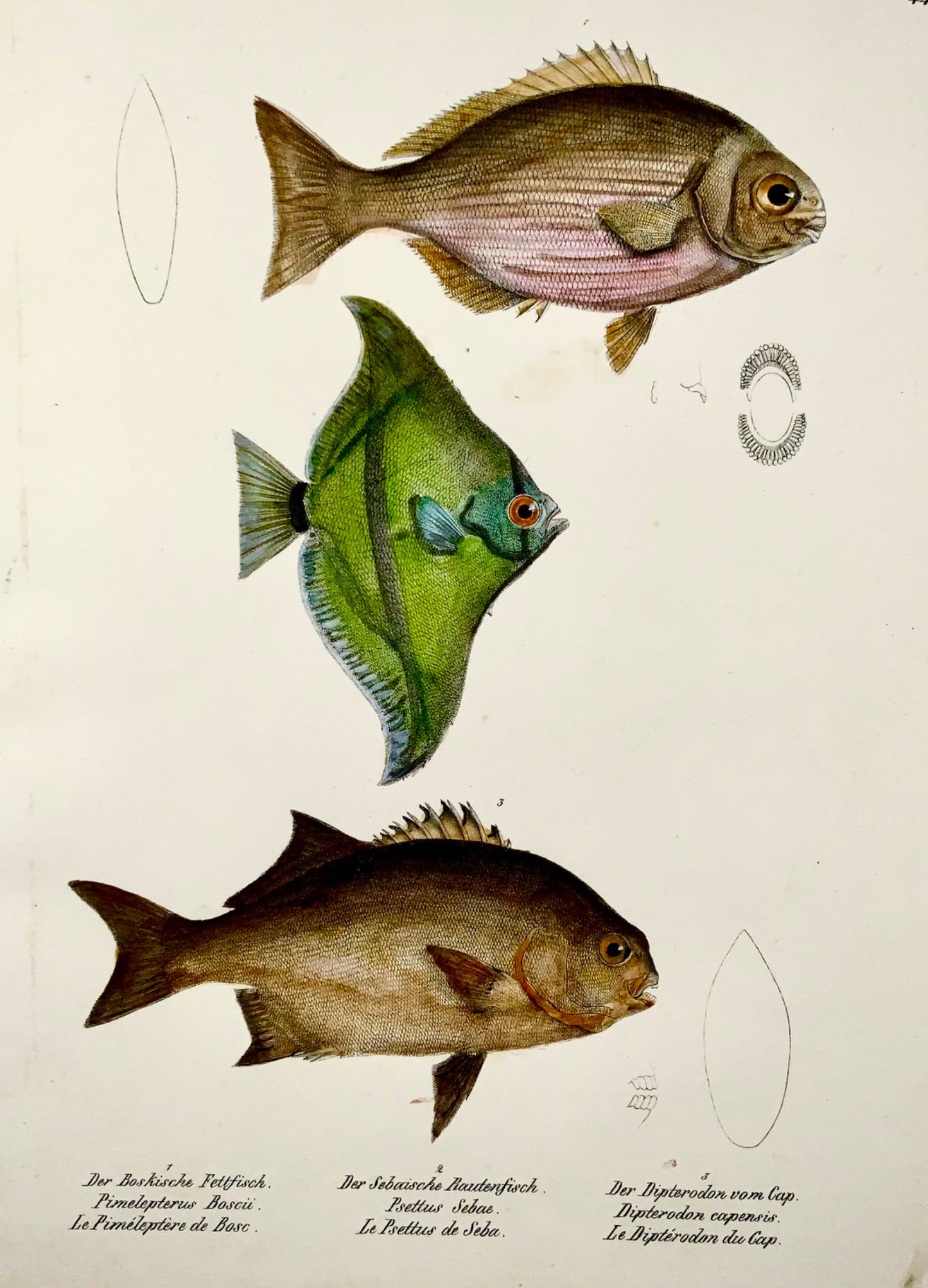 1833 H. Schinz (b1777) Poisson-ange, poisson de récif Apogon, handcol. lithographie sur pierre
