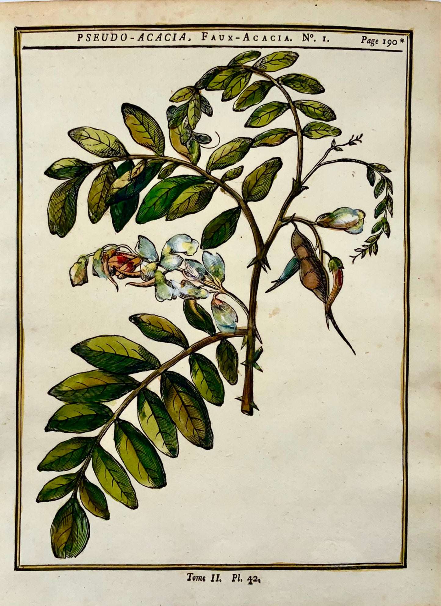 1755 Criquet noir, Acacia, Giorgio Liberale, gravure sur bois in-quarto, botanique, couleur à la main