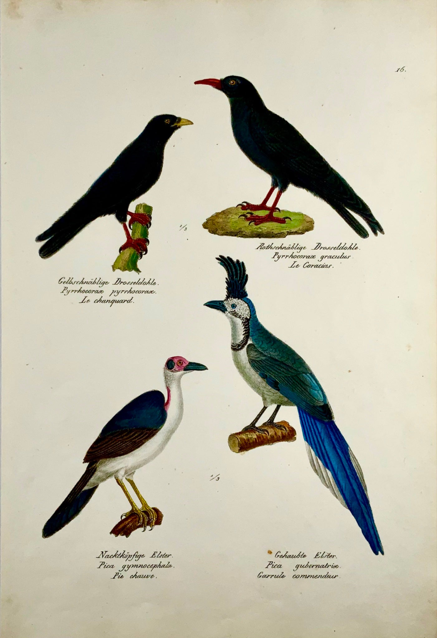 1830 Chough Corvidae - Ornithologie Brodtmann lithographie FOLIO colorée à la main