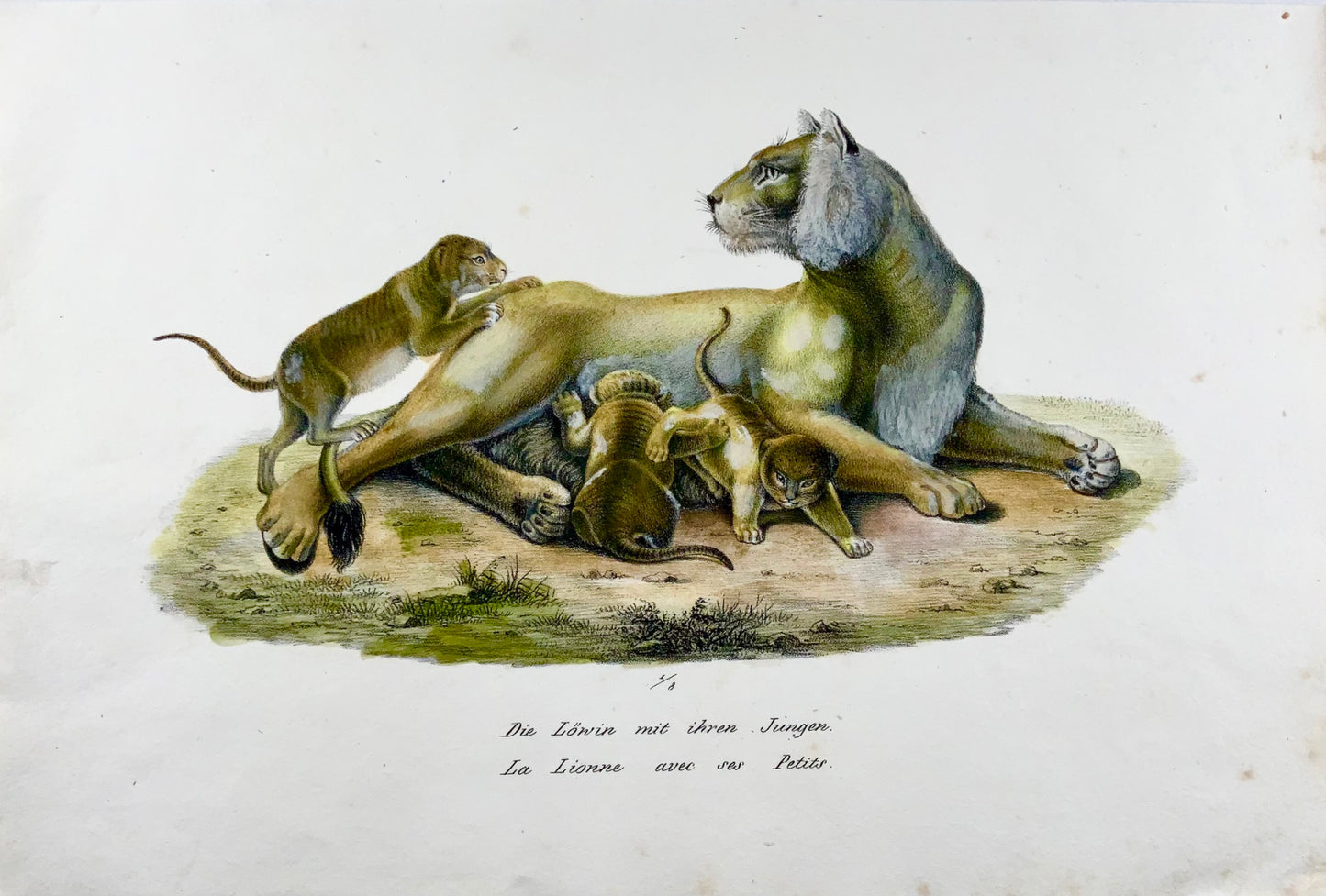 1824 Lionne avec petits - Lithographie FOLIO colorée à la main de KJ Brodtmann - Mammifères