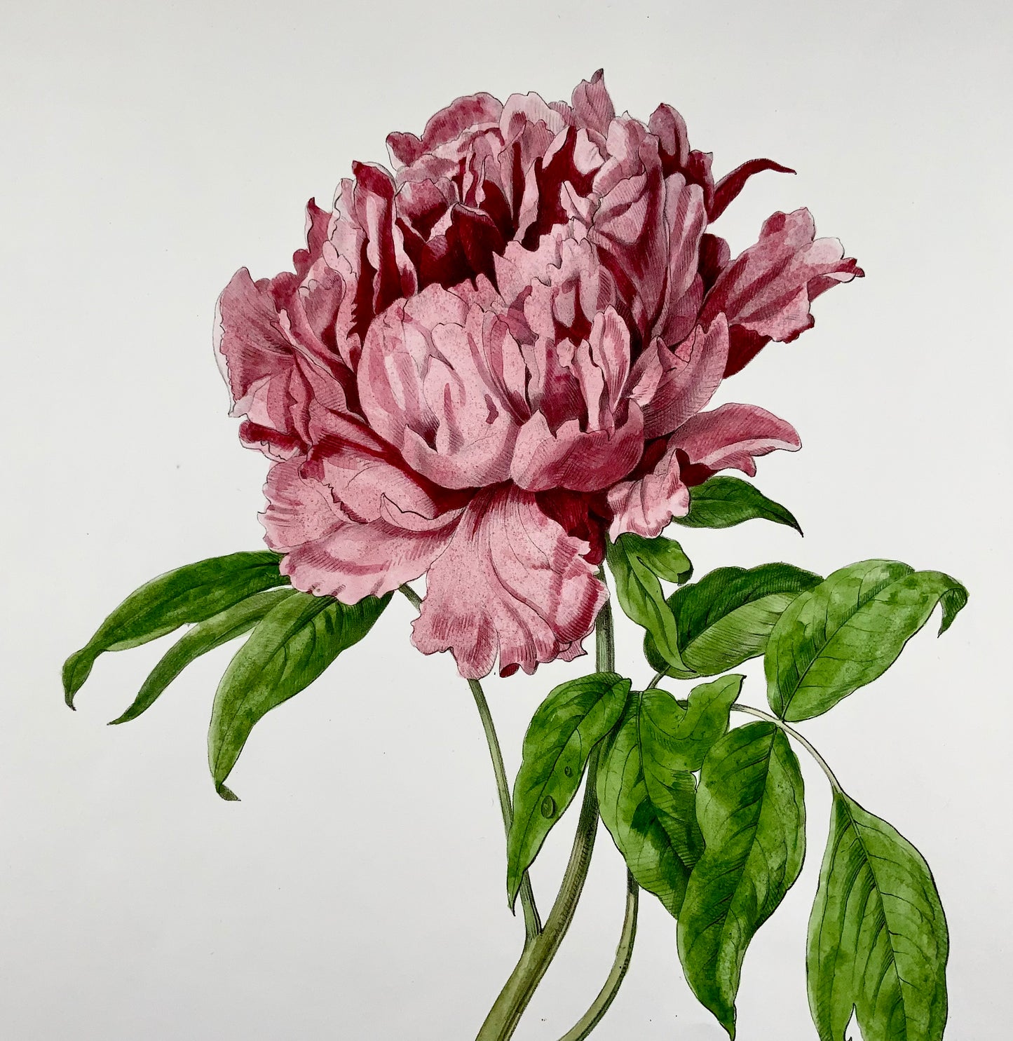 1860c Anton Hartinger, Paeonia Rose, lithographie sur pierre avec couleur à la main, folio, botanique