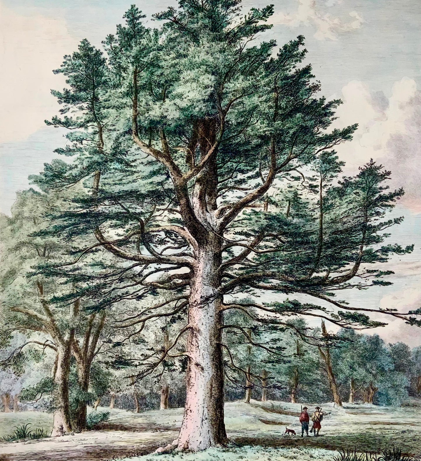 1826 Silver Fir, Pine, Jacob Strutt, Imp. Folio 55 cm, etched, hand colour, dendrology