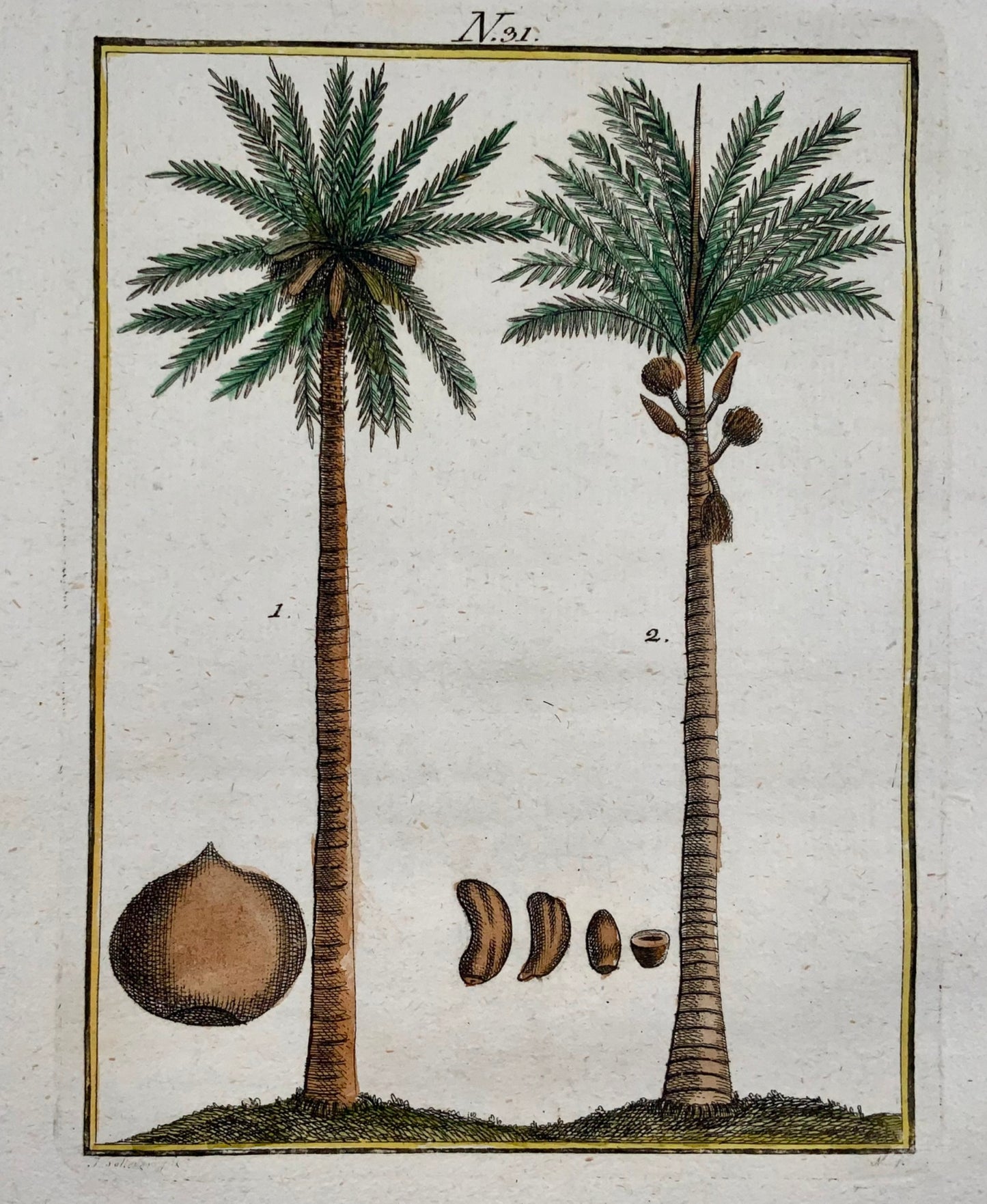 1790 PALM TREES COCONUTS Botany - Joh. Sollerer - hand coloured engraving