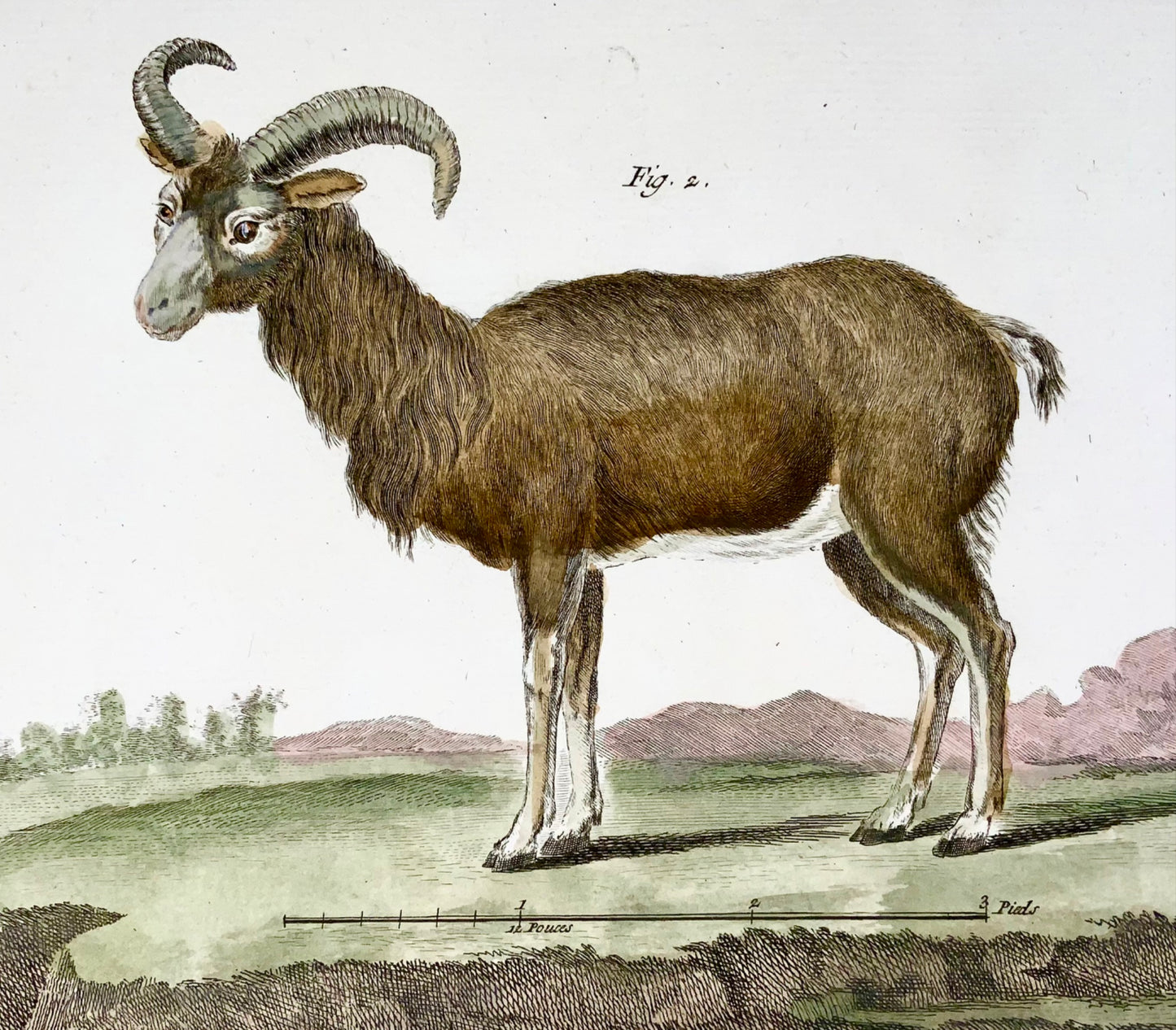 1751 Martinet, Chauve-souris, Buffle, Moufflon, colorié à la main, grand in-folio, 39 cm