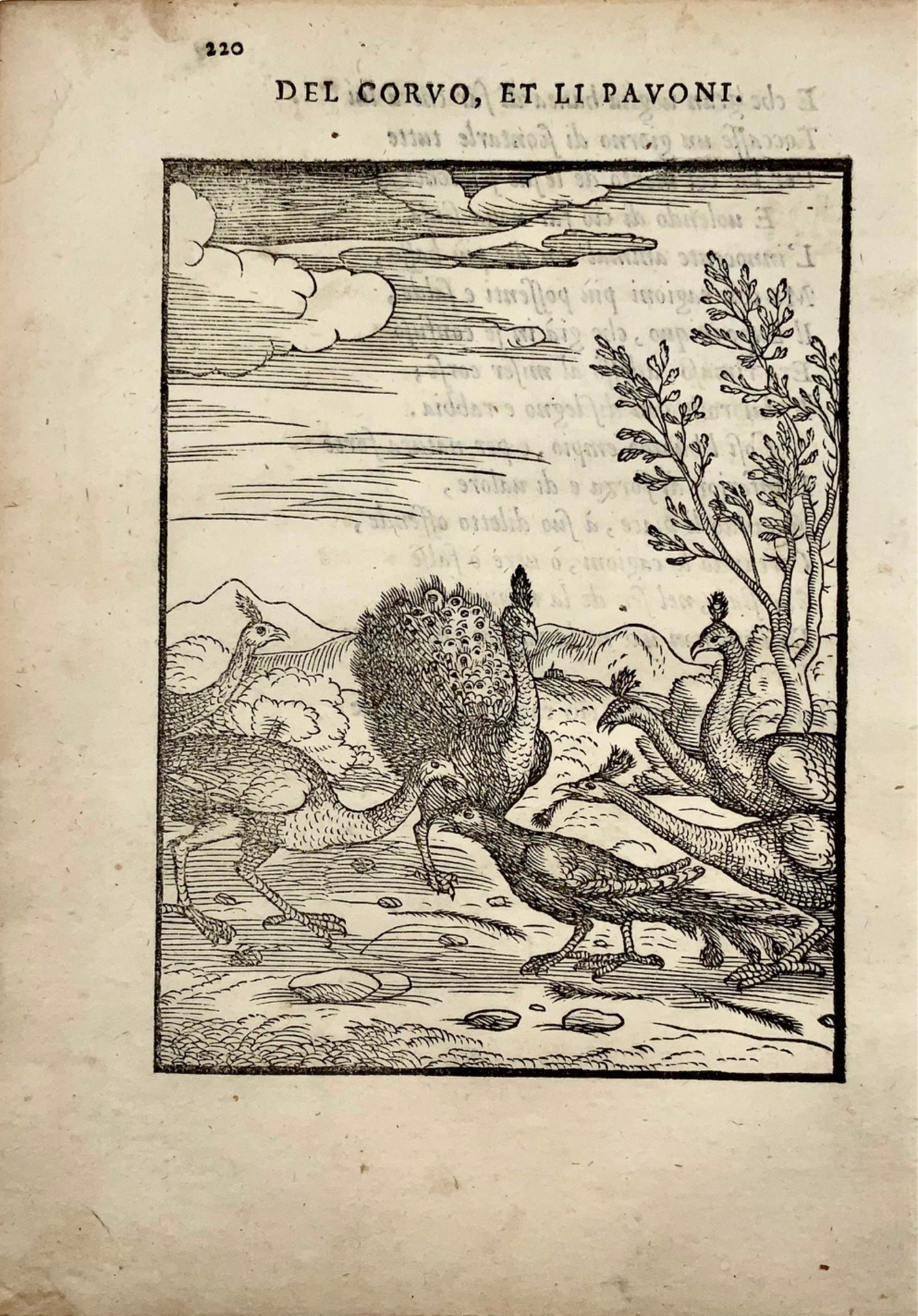 Gio. M. Verdizzotti (1525-1600) ; Les paons et le corbeau - feuille gravée sur bois 1570 - Fables