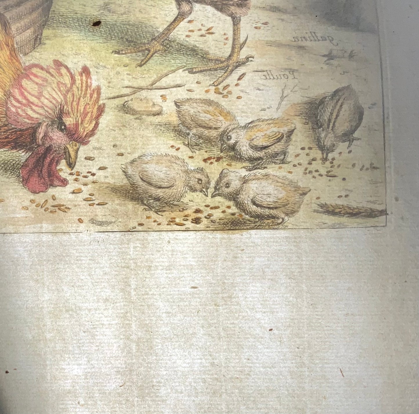 1673 Poulets, Volailles, Nicolas Robert, gravure in-folio en couleur à la main