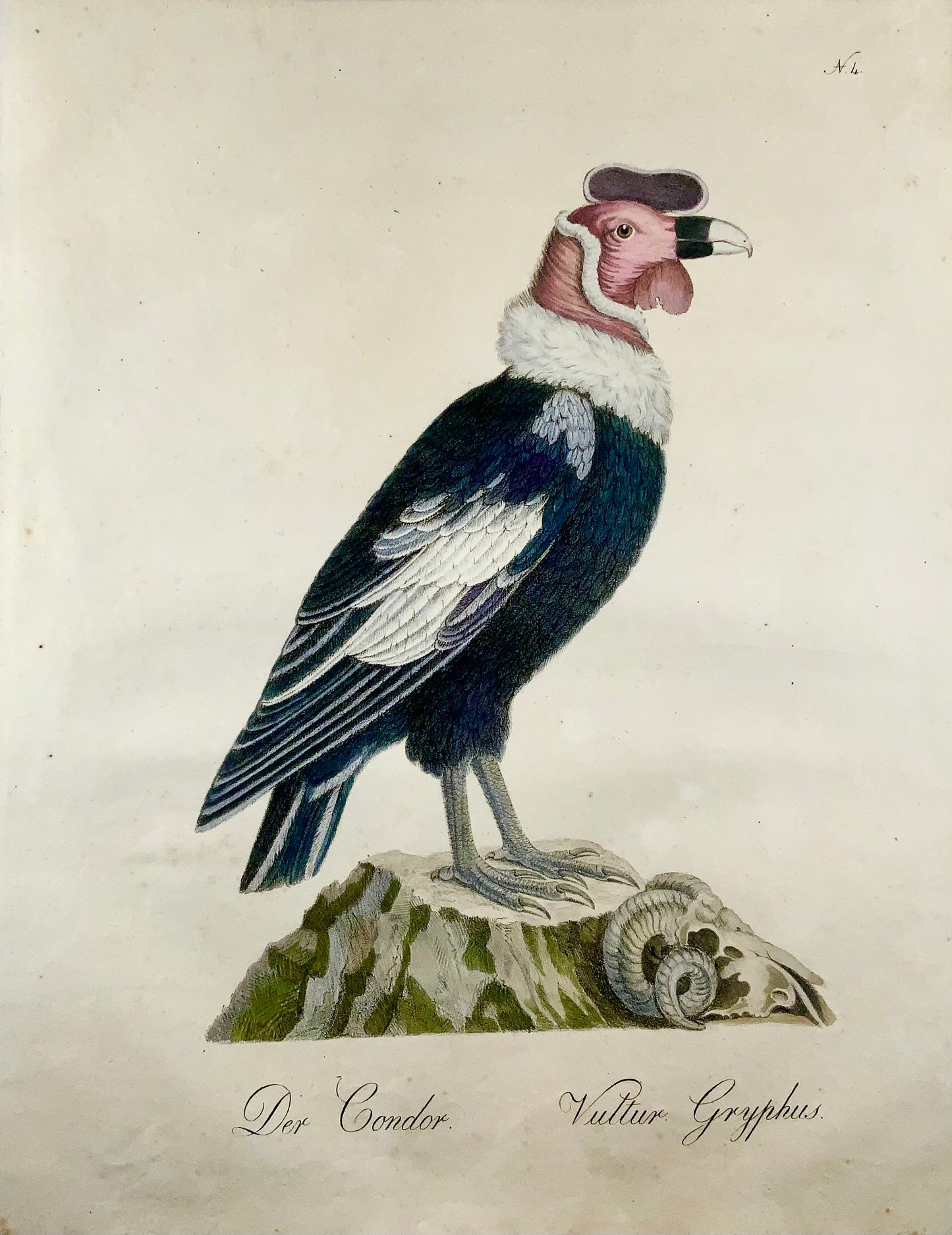 1816 Condor; K. Jos. Brodtmann, Imp. folio 42.5 cm 'Incunabula of Lithography', ornithology