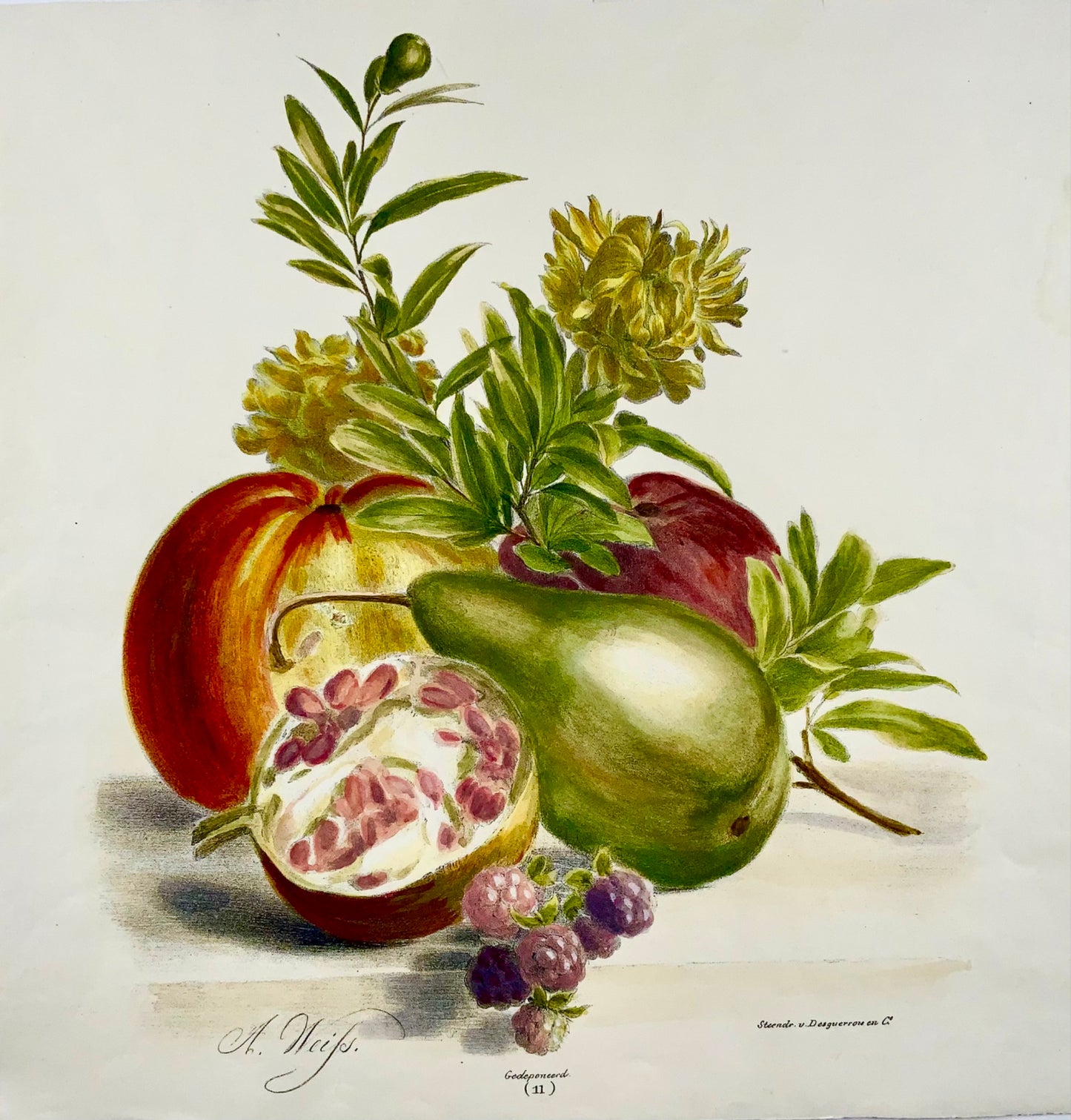 1836 A. Weiss ; Desguerrois - Fin Bouquet de Fruits - couleur originale à la main