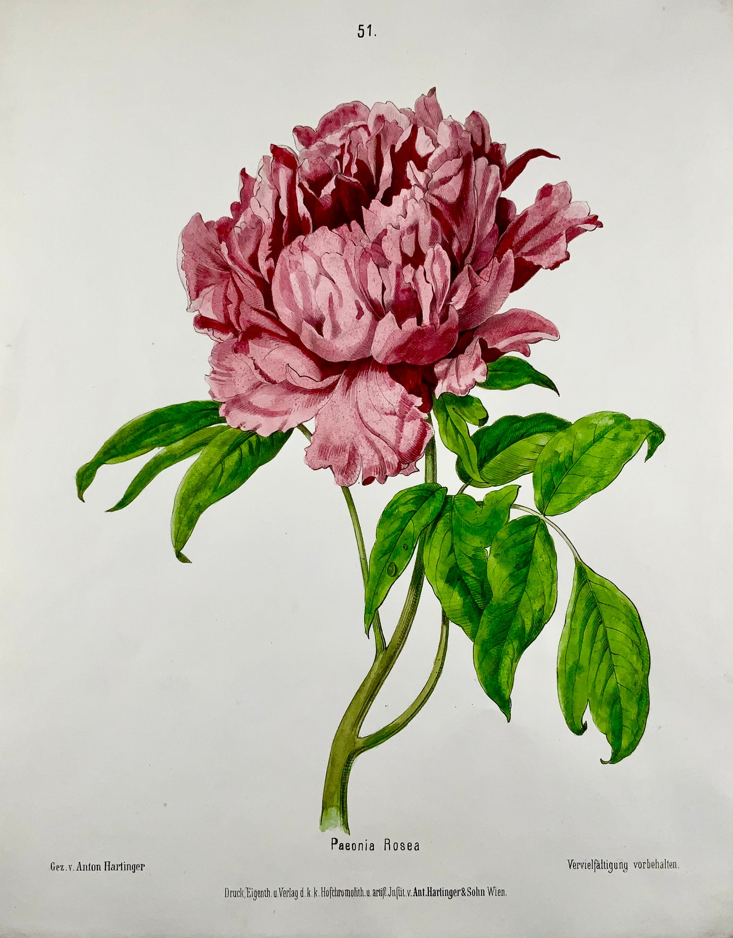 1860c Anton Hartinger, Paeonia Rose, lithographie sur pierre avec couleur à la main, folio, botanique