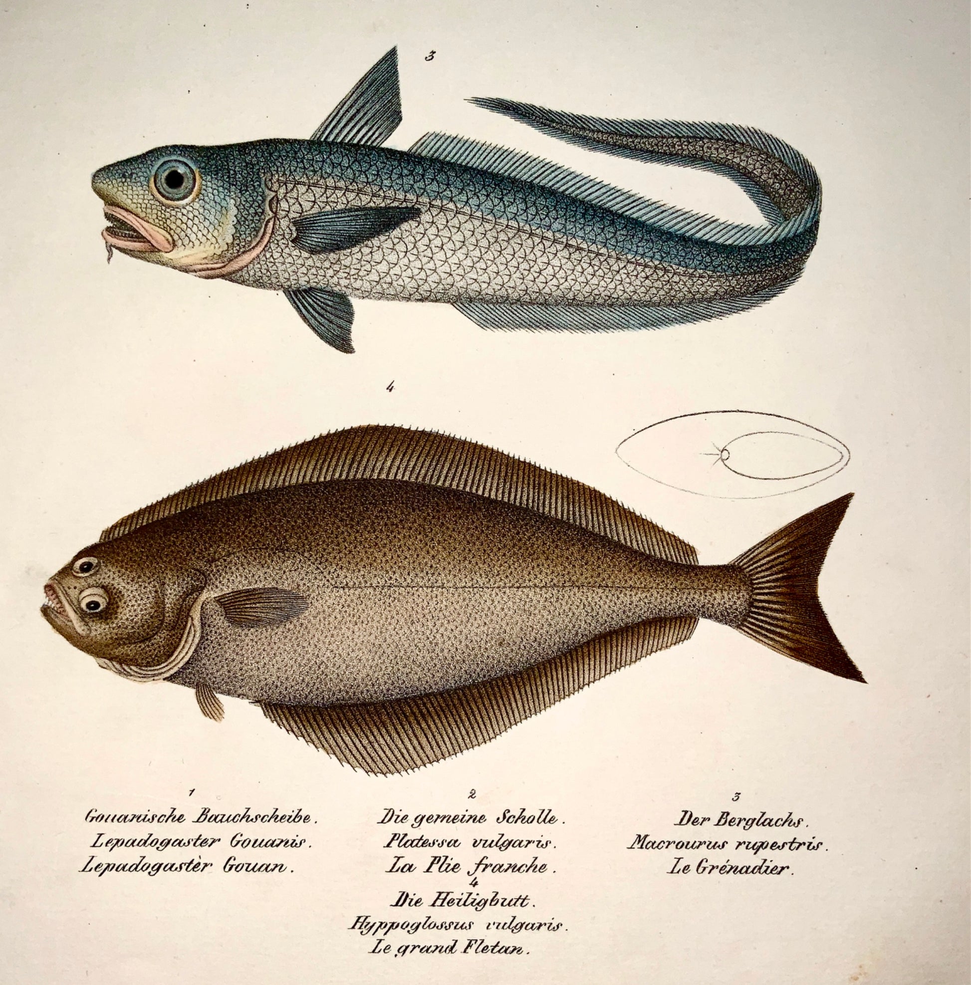 1833 H. Schinz (1777-1861) SOLE Flatfish Rattail - Handcol. lithograph