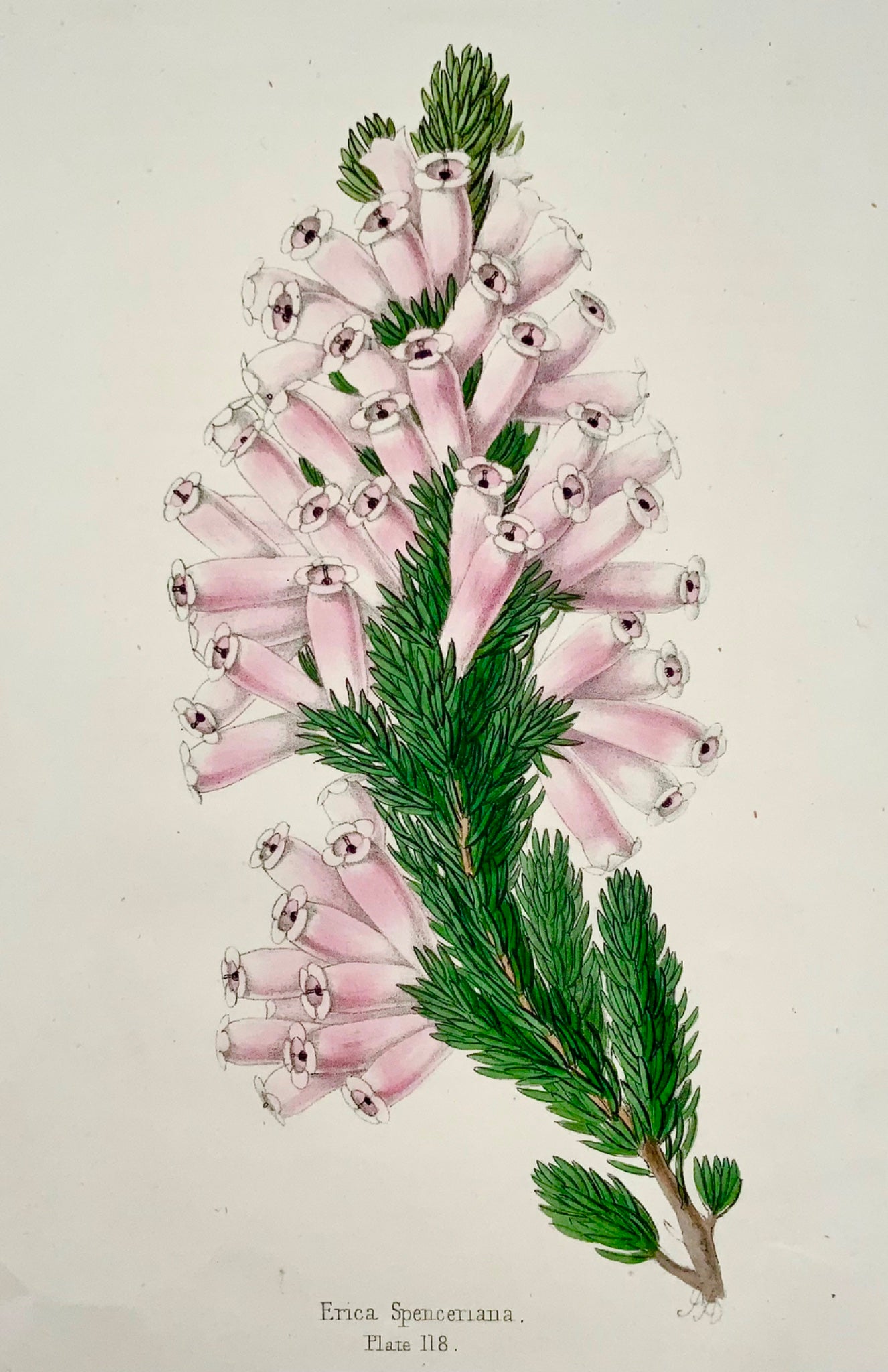 1856 Erica, James Andrews, couleur de main exquise, botanique