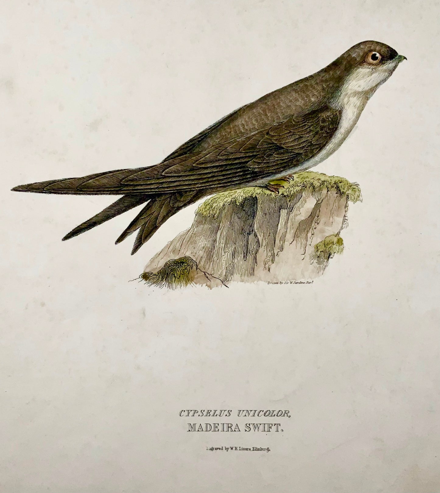 1846 MADEIRA SWIFT Ornithologie - Grand Folio coloré à la main (36cm)