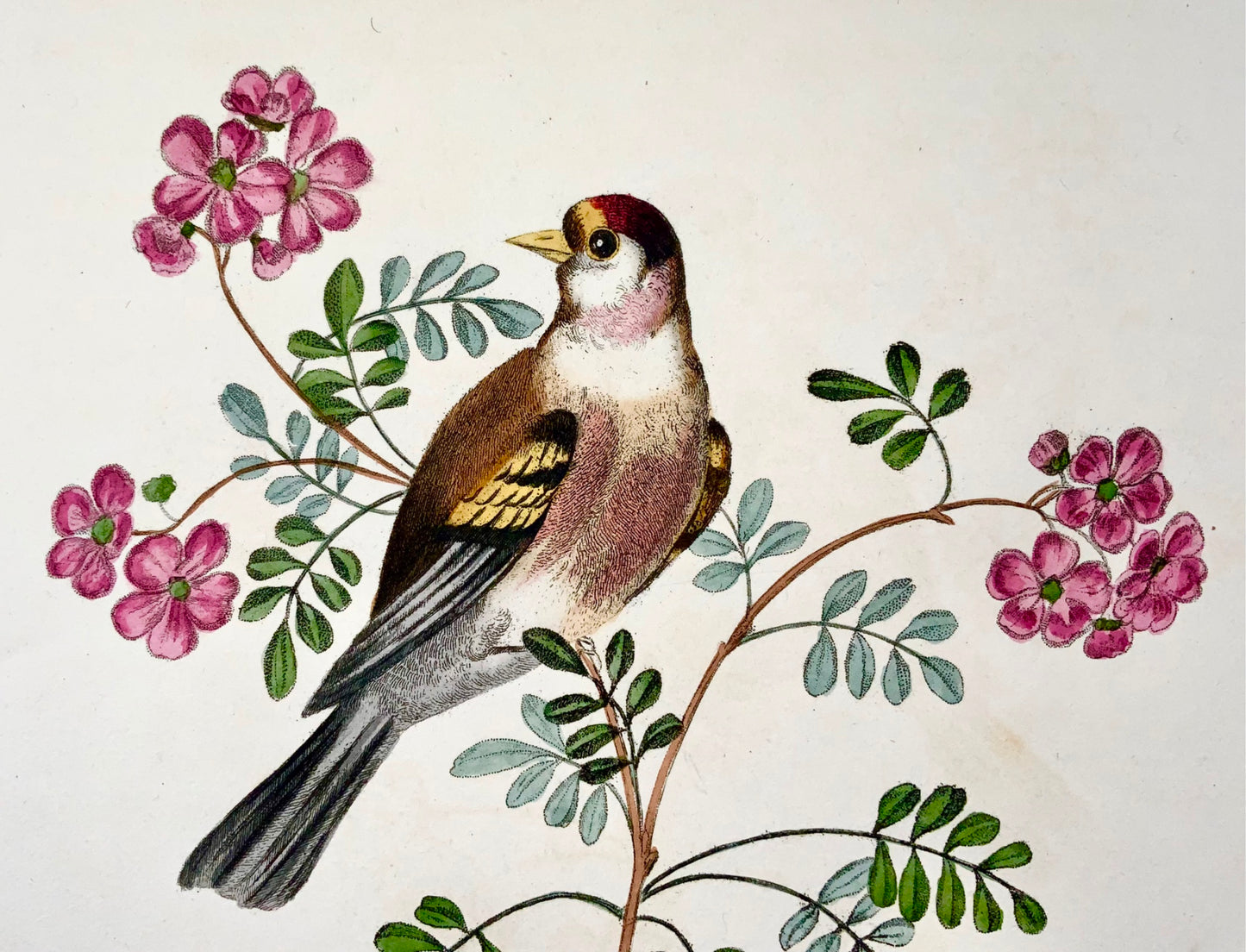 1819 George Brookshaw (né en 1751), ornithologie, chardonneret, bordure foliée 