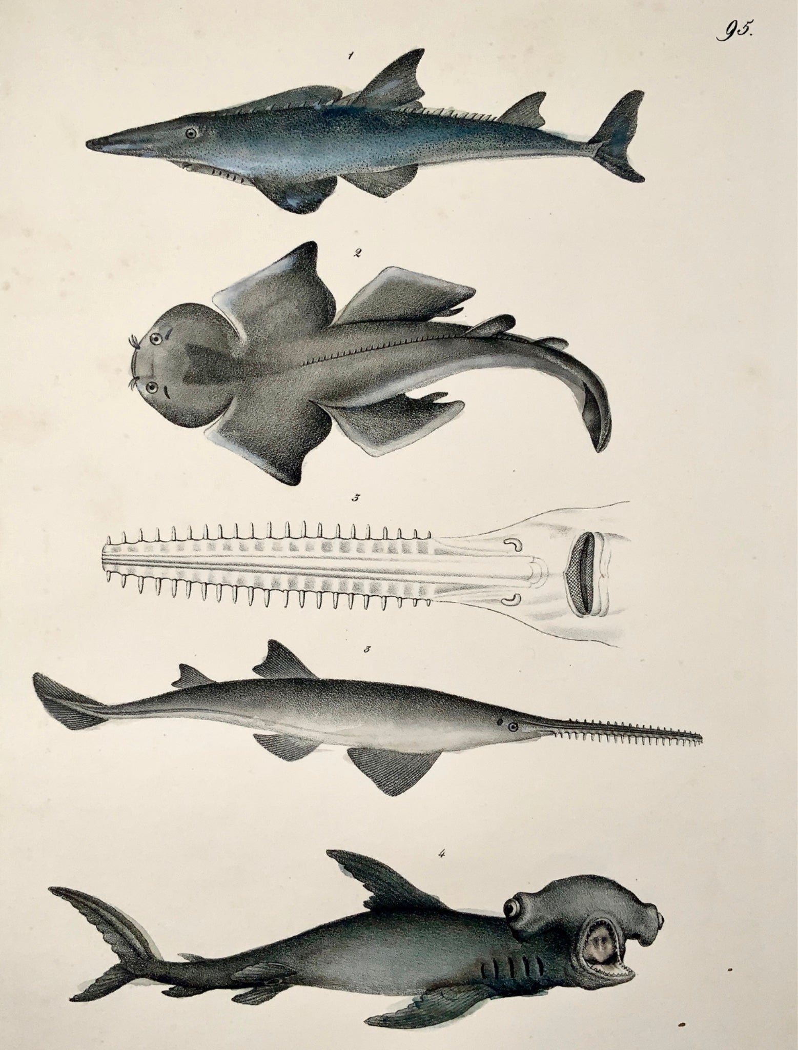 1833 H. Schinz (1777-1861) SHARKS Swordfish etc. - Handcol. lithograph - Mammals