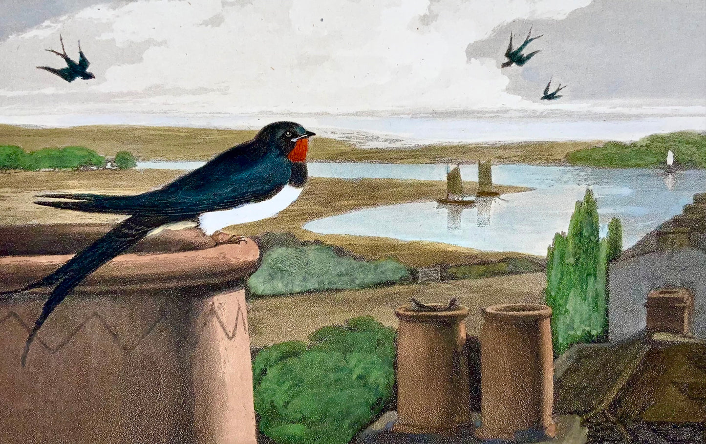 1807 William Daniell, Hirondelle, ornithologie, aquatinte coloriée à la main