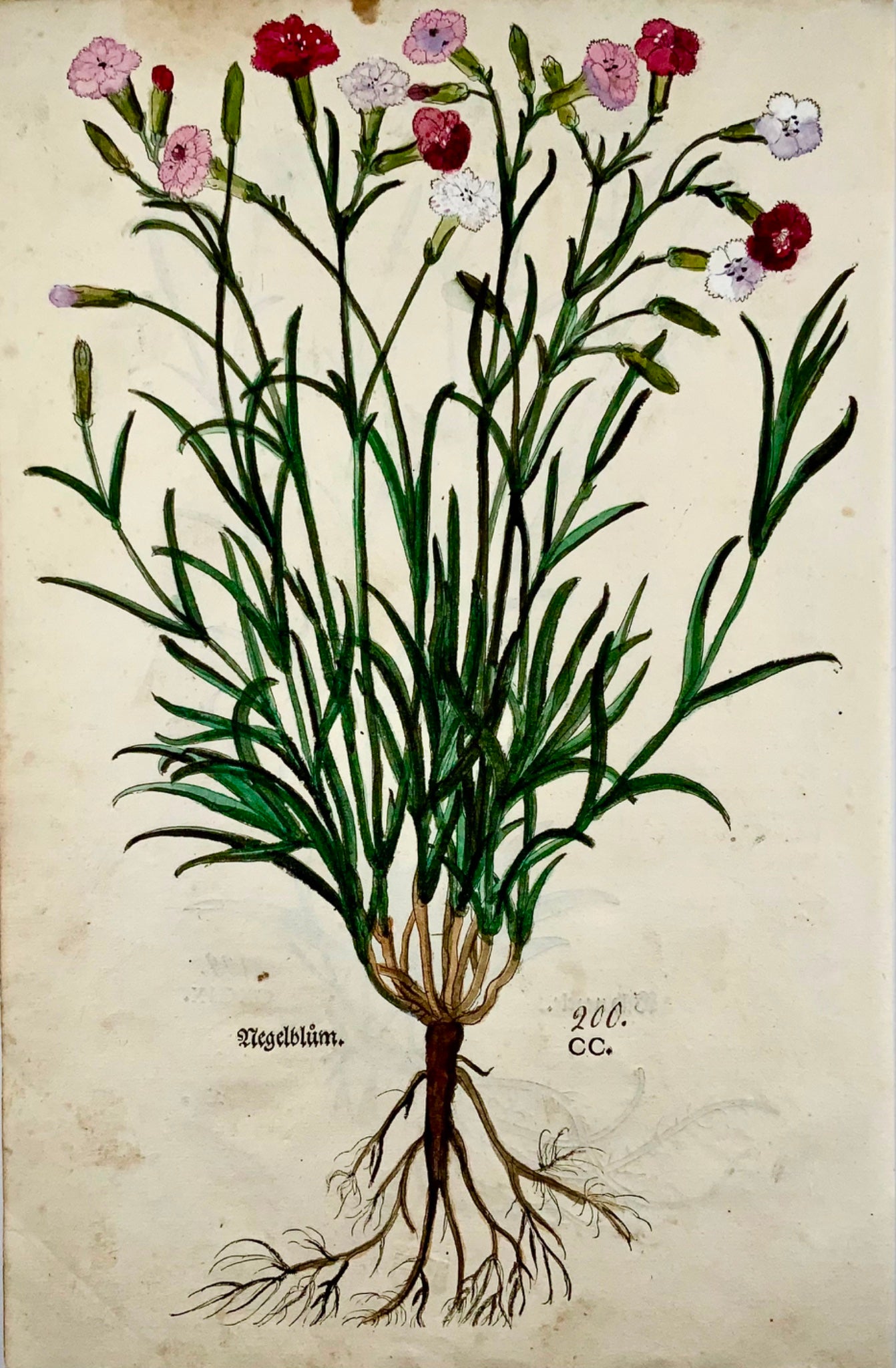 1543 Leonhart Fuchs, Carnations, two folio woodcuts, 1st Edn 34 x 22 cm -