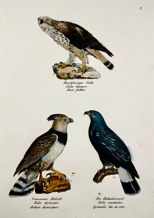 1830 FALCON Birds of Prey - Ornithology Brodtmann hand coloured FOLIO lithograph