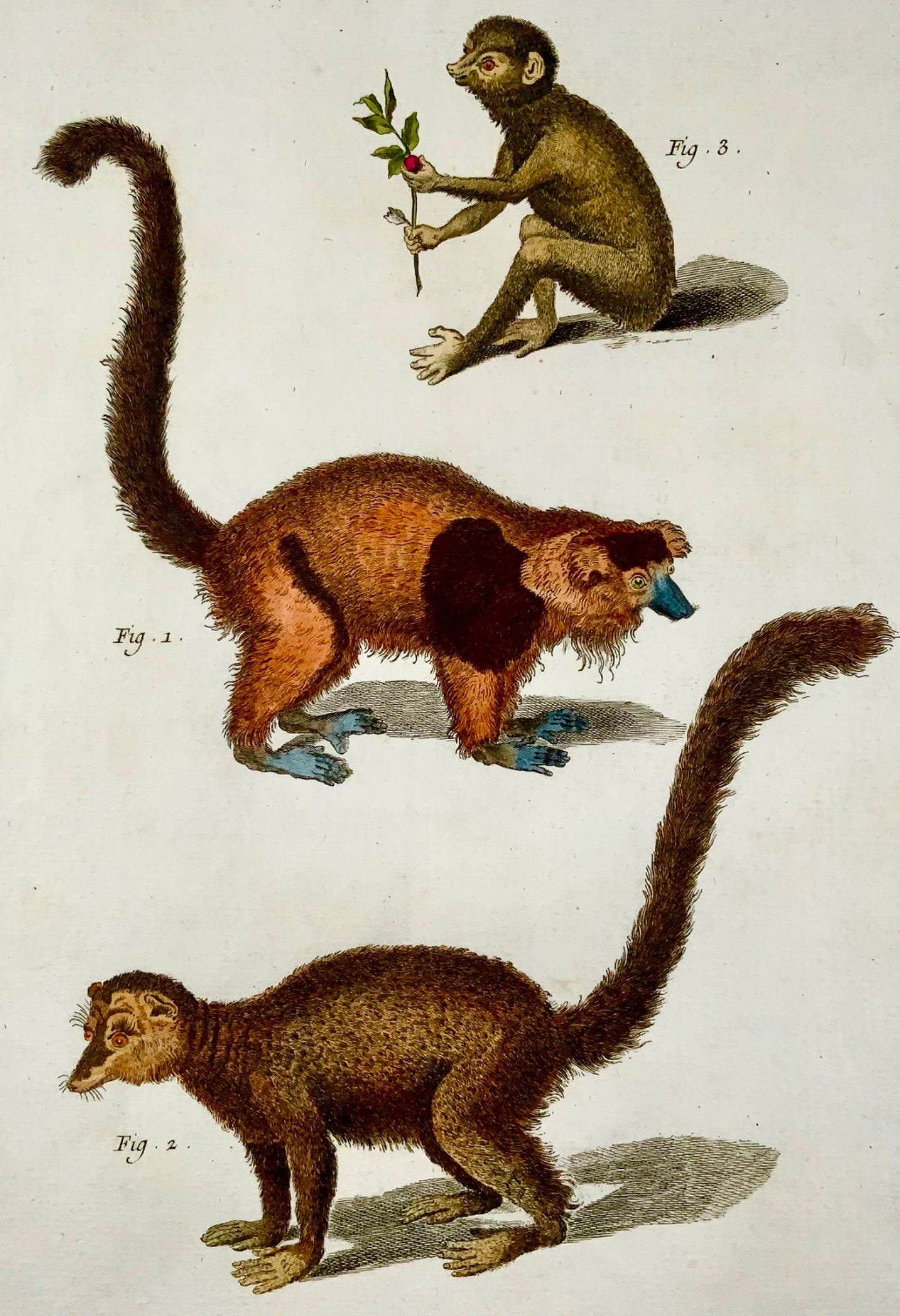 1751 Mongoose, Lori, Martinet, large folio, hand colour, mammal