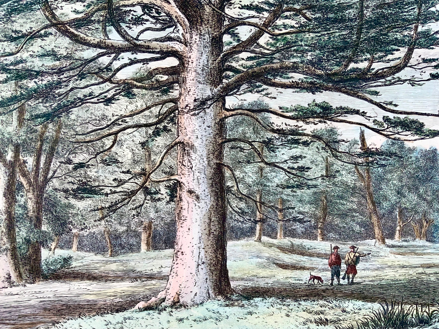 1826 Silver Fir, Pine, Jacob Strutt, Imp. Folio 55 cm, etched, hand colour, dendrology