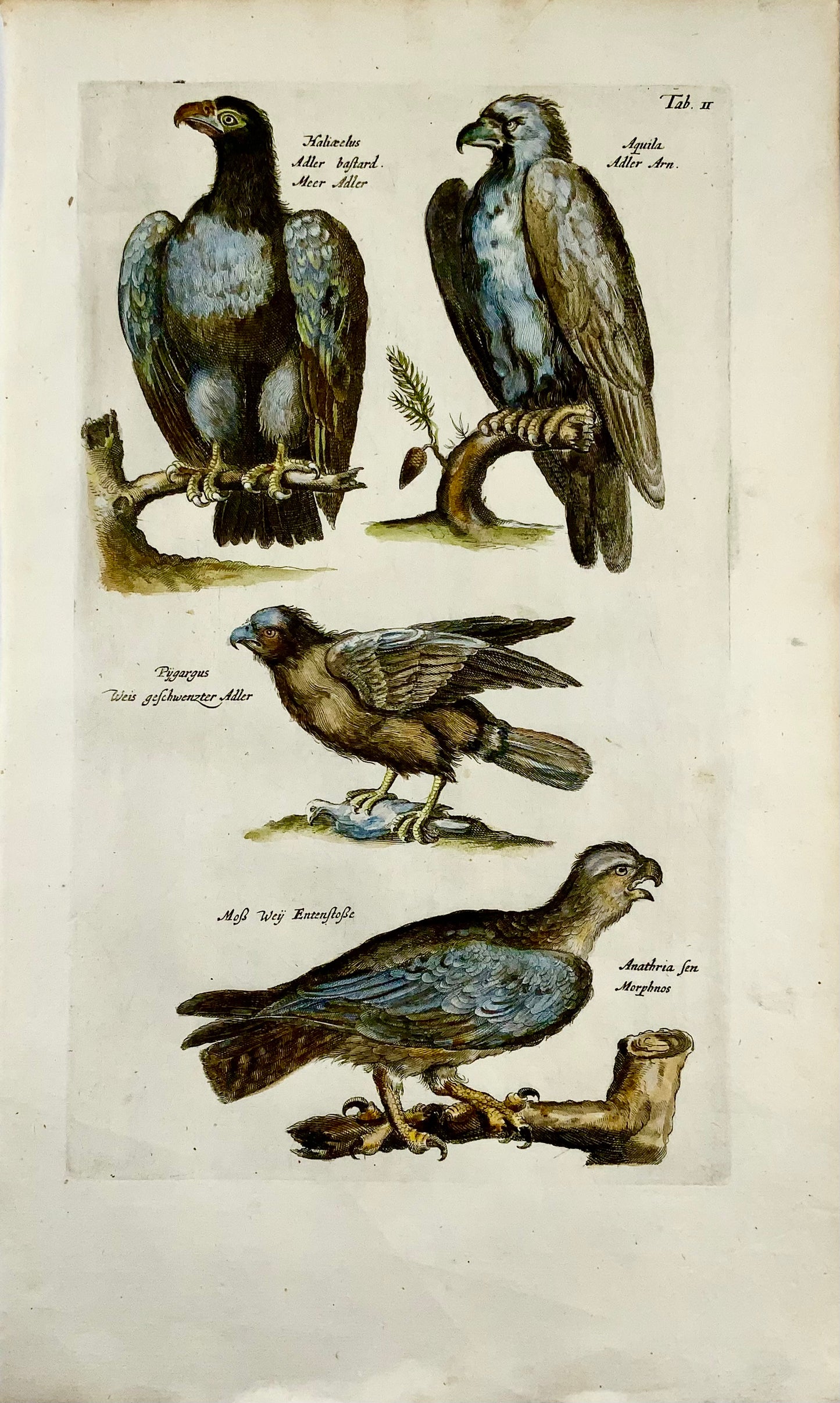 1657 Birds of Prey, Eagles - Matt MERIAN Folio hand coloured engraving - Ornithology